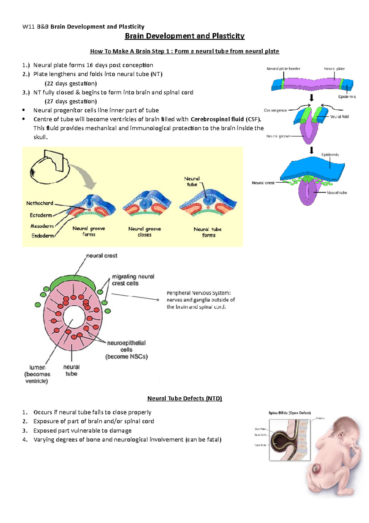 W11 B&B Brain Development And Plasticity - Brain Development And ...