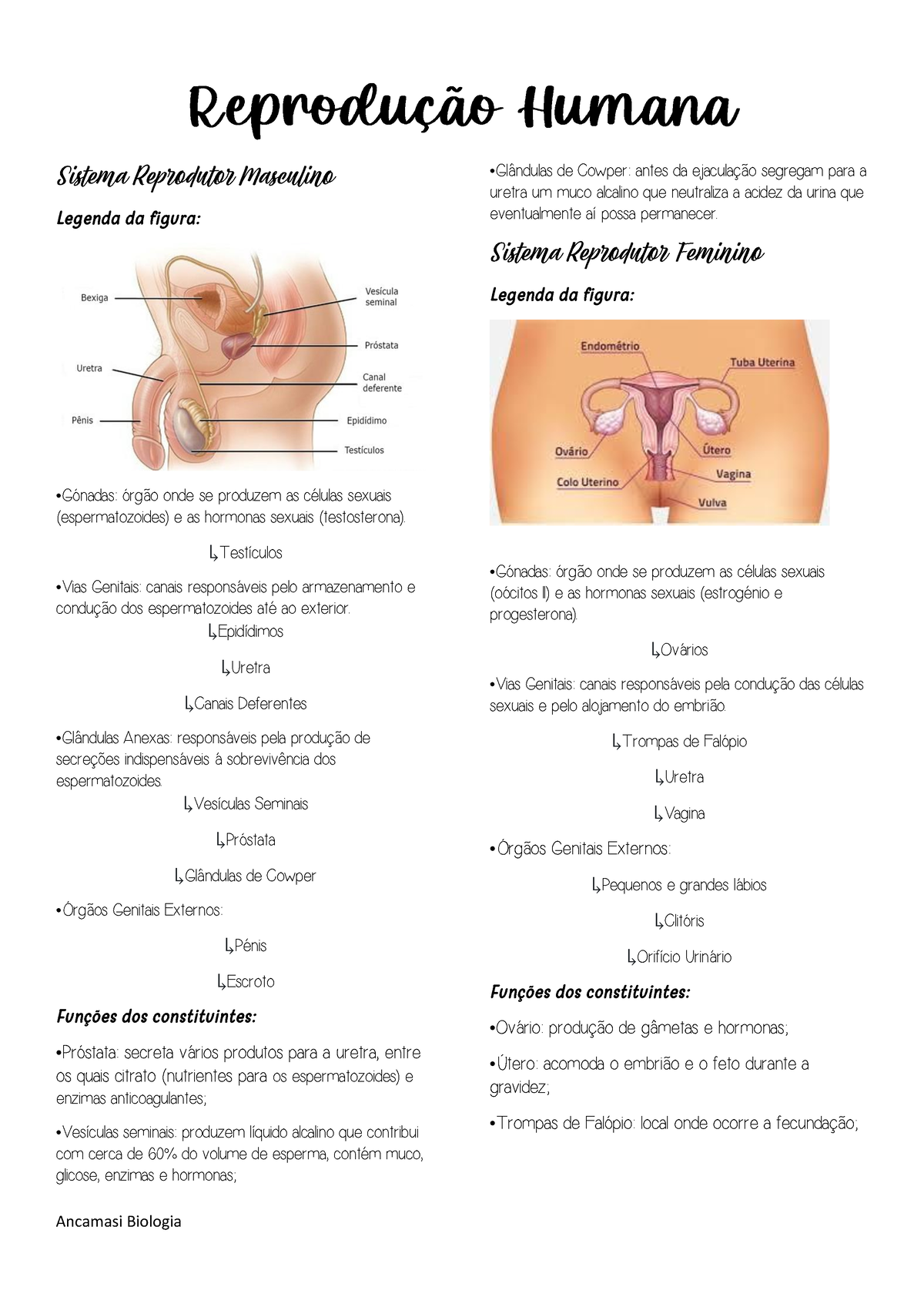 Resumo Biologia Sistema Reprodutor Masculino Legenda Da Figura