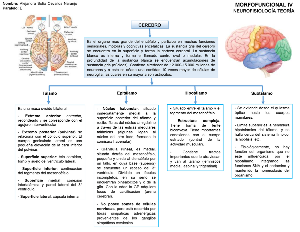 Hemisferios Cerebrales-MAPA Conceptual - Nombre: Alejandra Cevallos Naranjo  Paralelo: E - Studocu