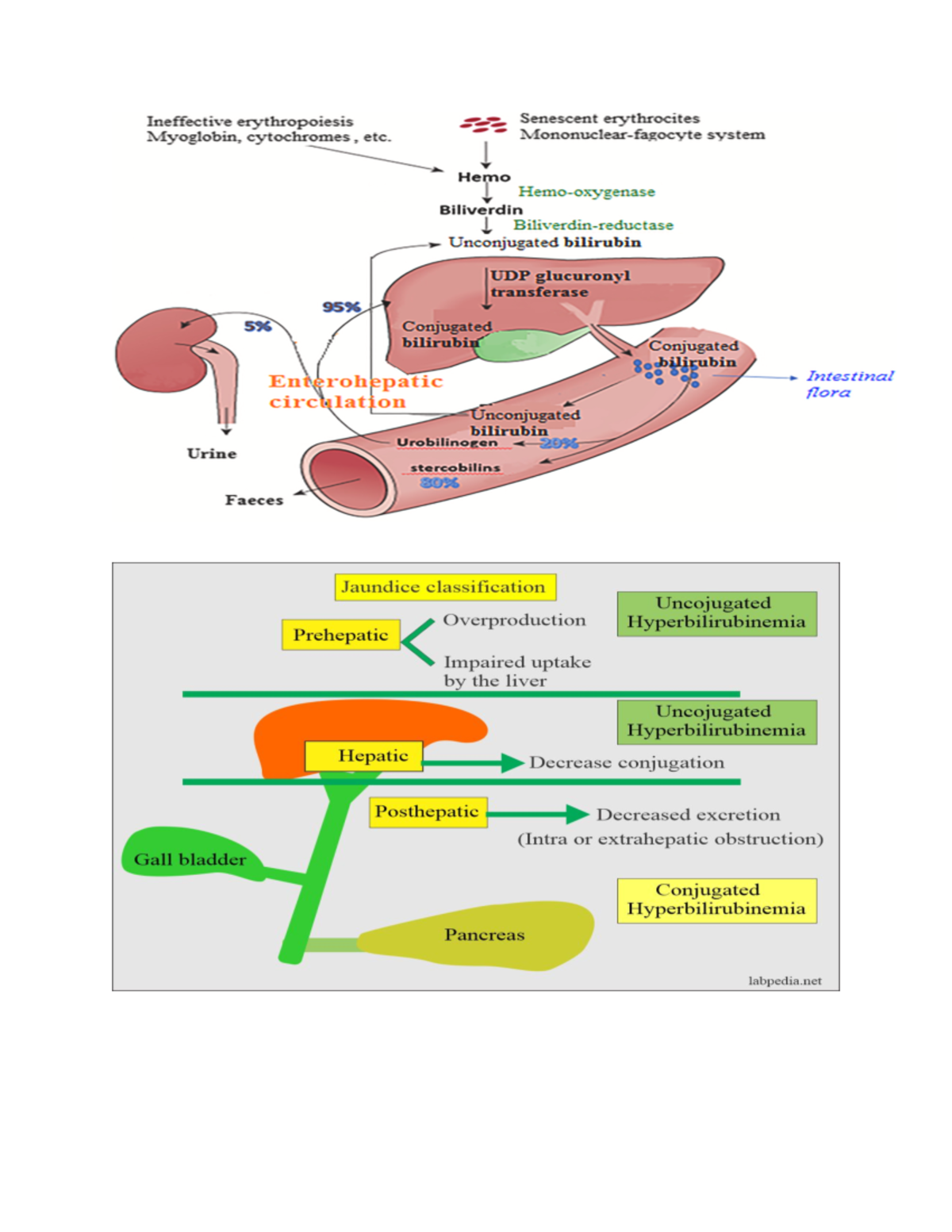 Liver function tests - LFT's Pathway - Liver enzymes — Liver enzymes ...