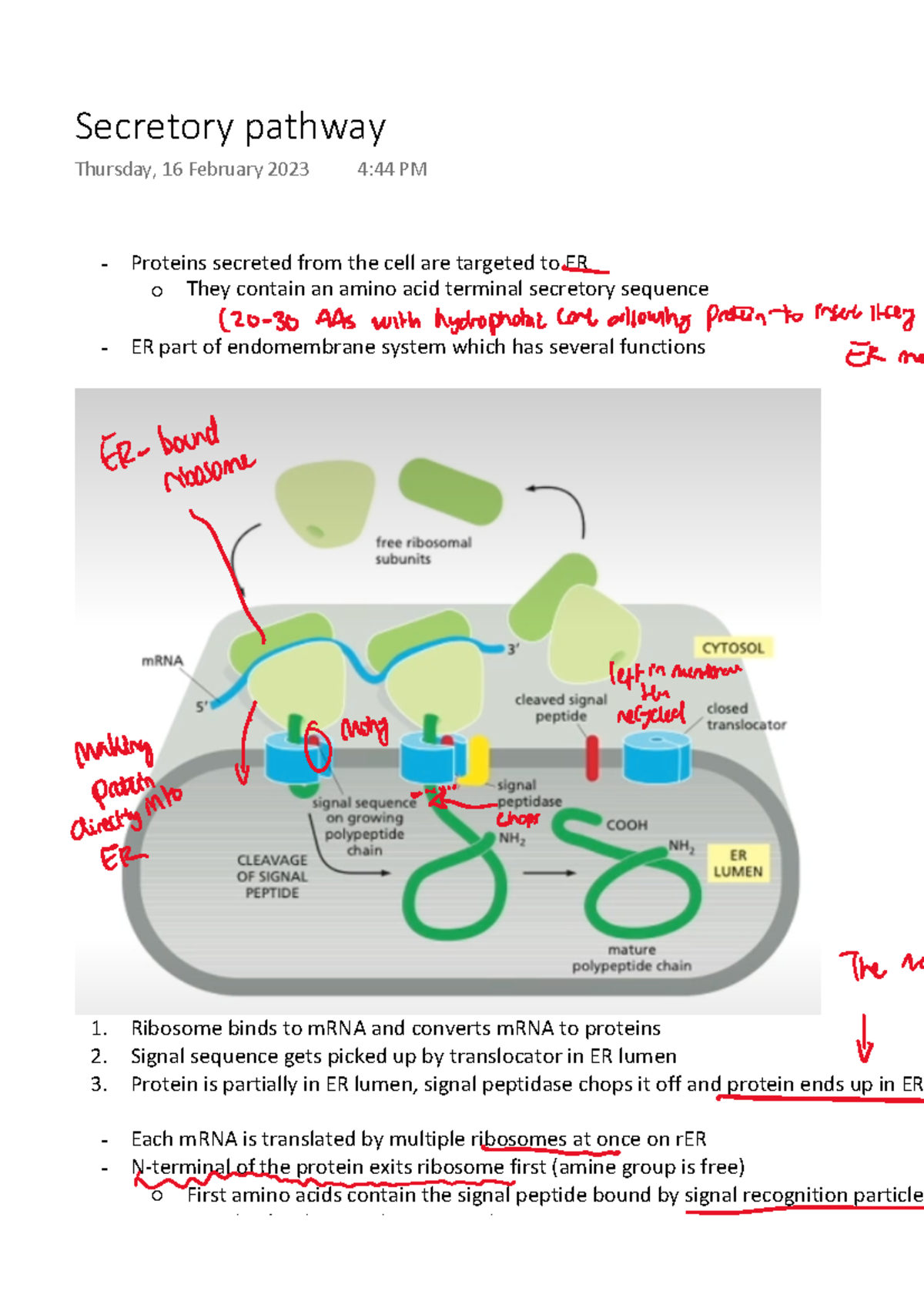 Secretory pathway - Proteins secreted from the cell are targeted to ER ...