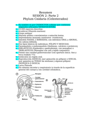 cnidocitos