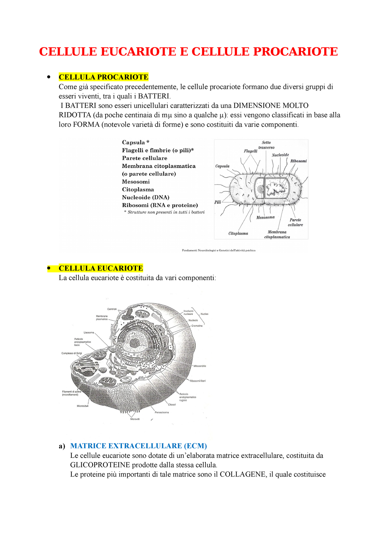 eucarioti e procarioti