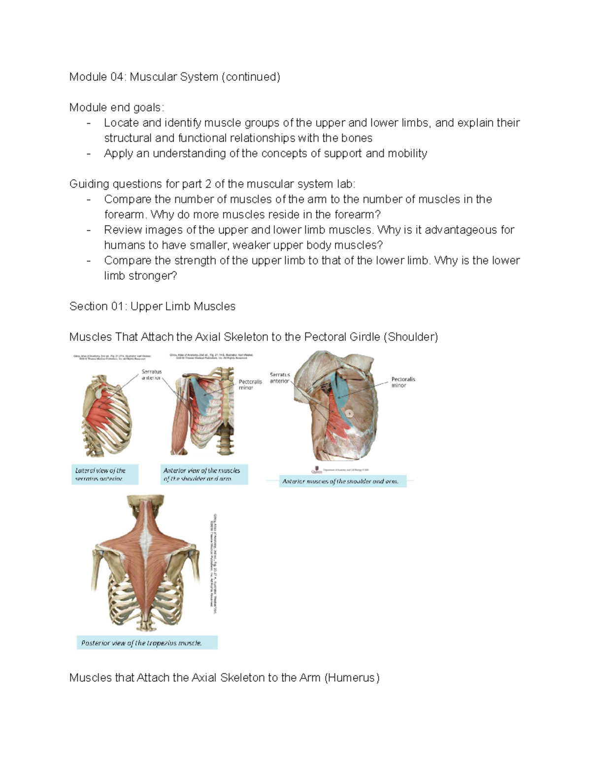 ANAT Module 4 - Module 04: Muscular System (continued) Module end goals ...