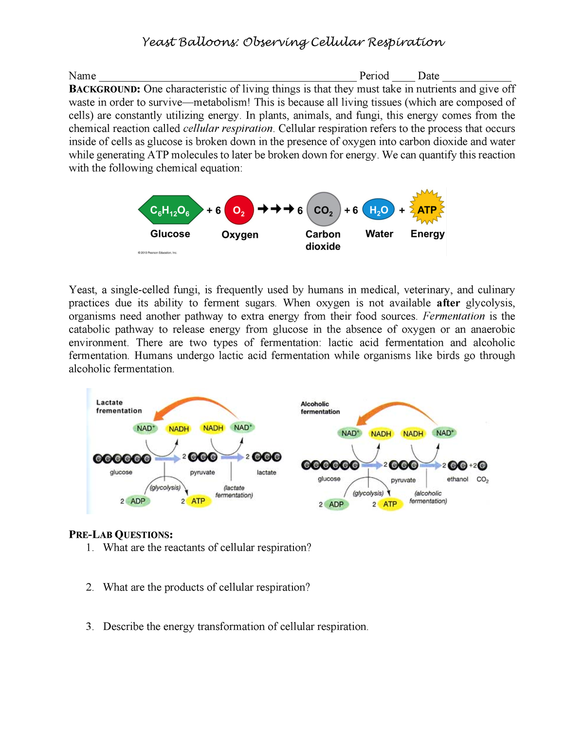 cellular respiration experiment yeast balloons