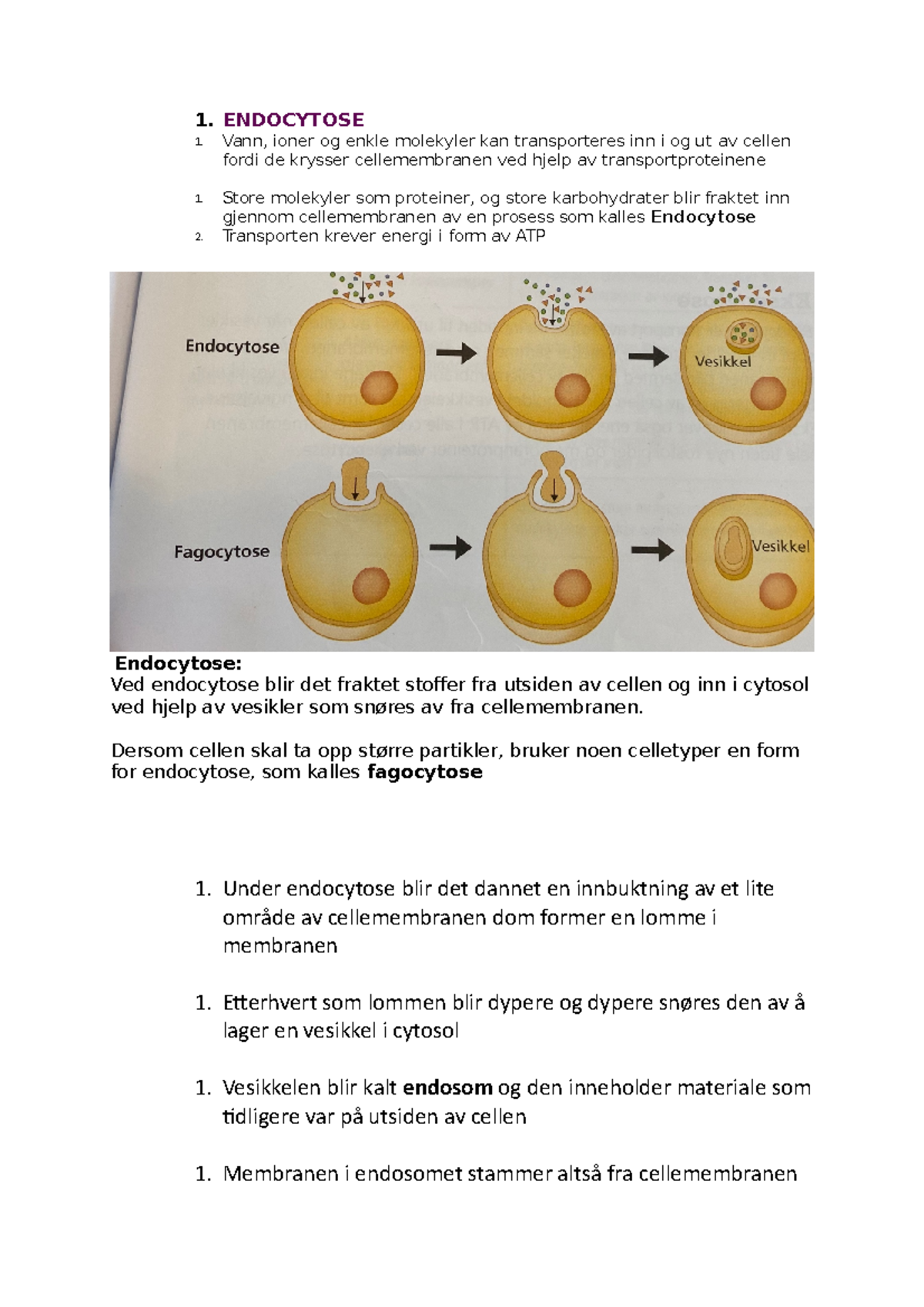 Endocytose - biologi 1 - 1. ENDOCYTOSE 1. Vann, ioner og enkle ...