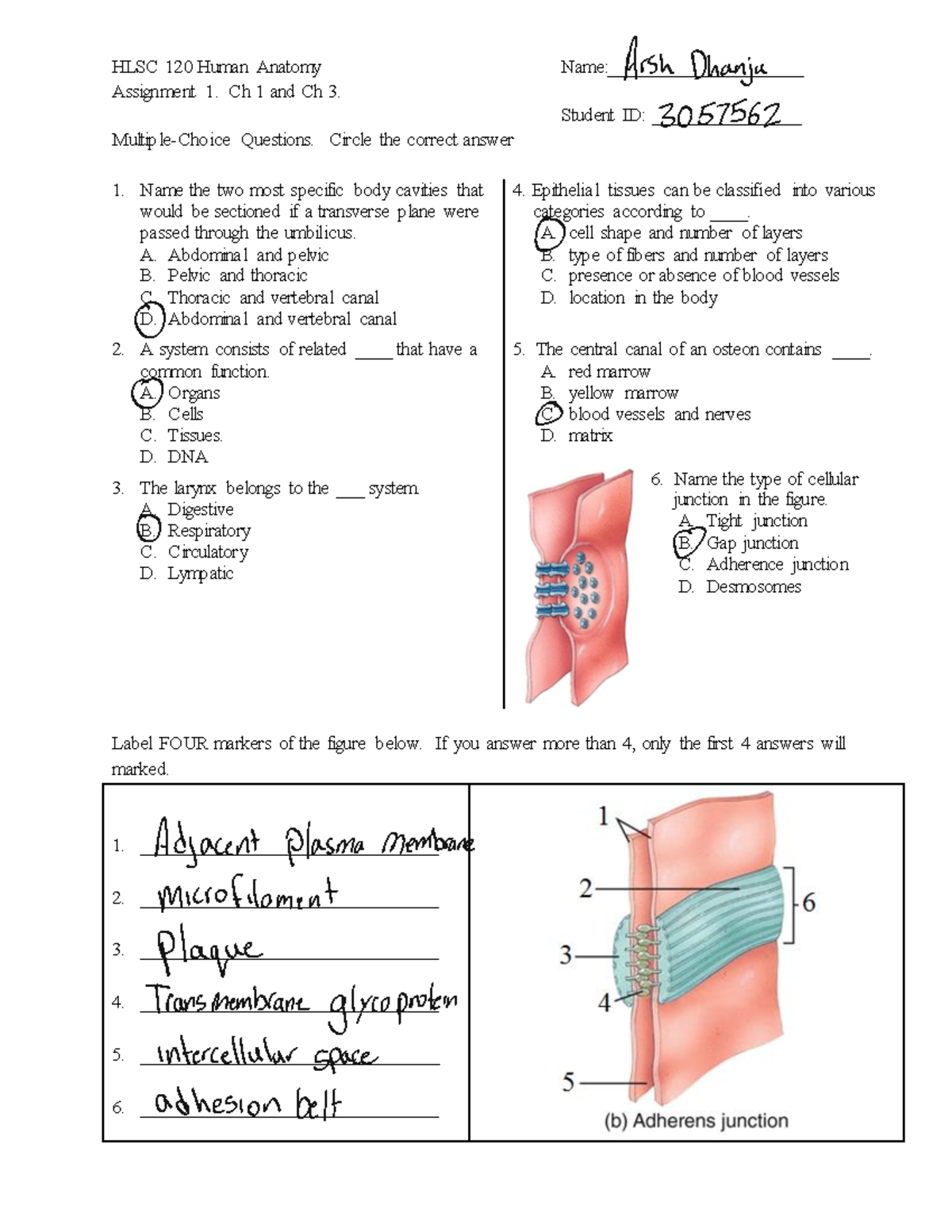 Human Anatomy Assignment 1 - HLSC 120 Human Anatomy Name ...