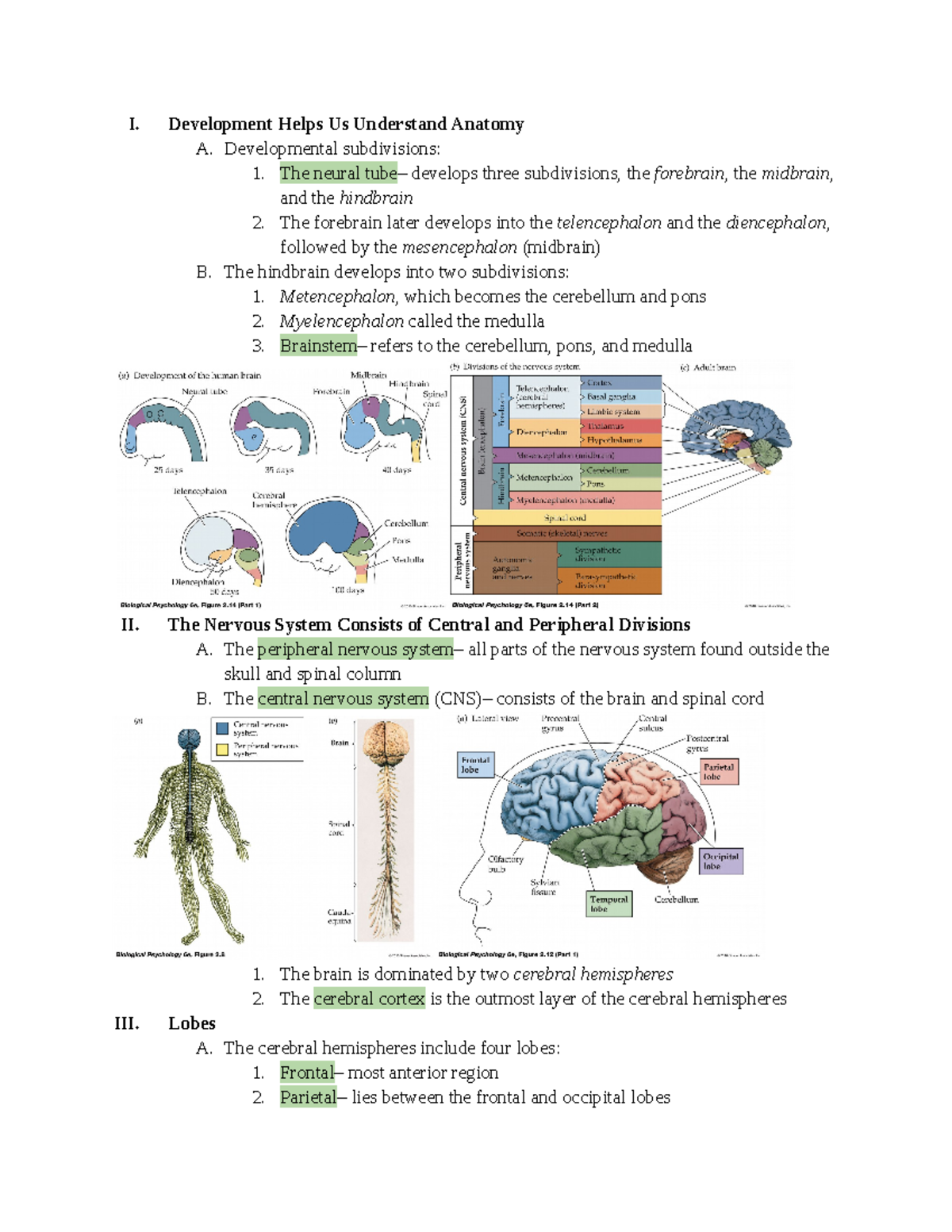 Gross Neuroanatomy - Lecture Notes 3 - I. Development Helps Us ...