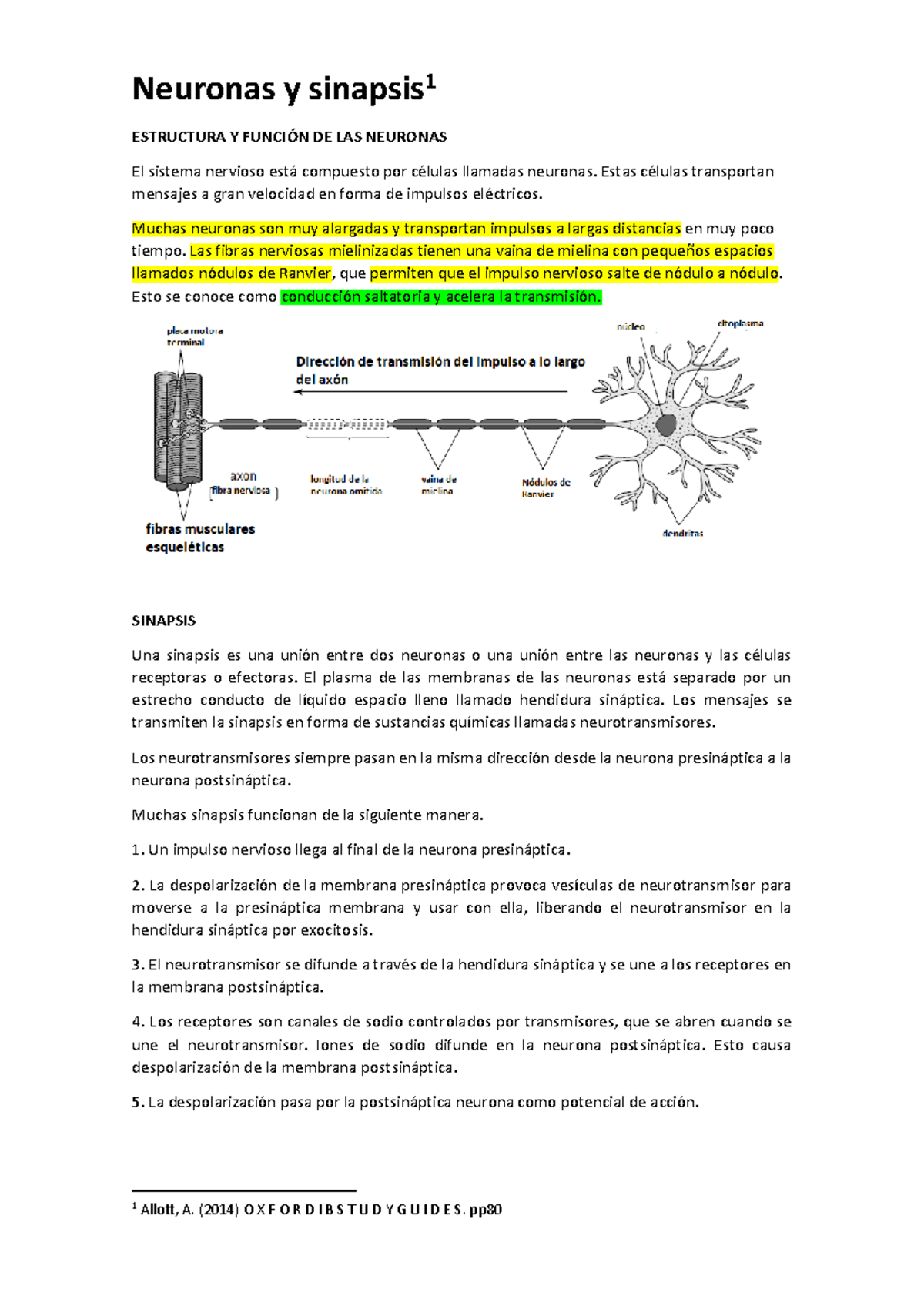 Neuronas Y Sinapsis - Apuntes - Neuronas Y Sinapsis 1 ESTRUCTURA Y ...