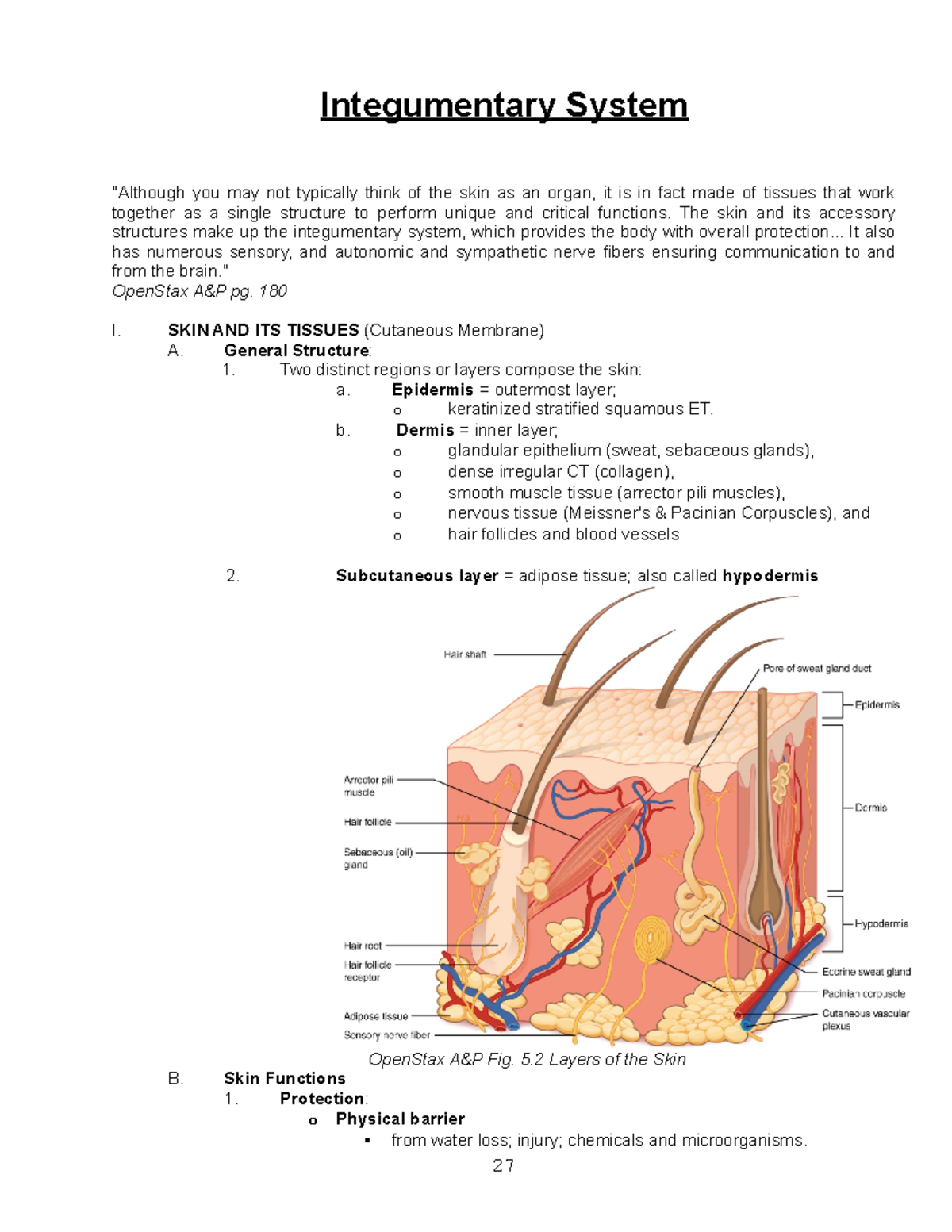 The Integumentary System & Bone Histology - Integumentary System ...