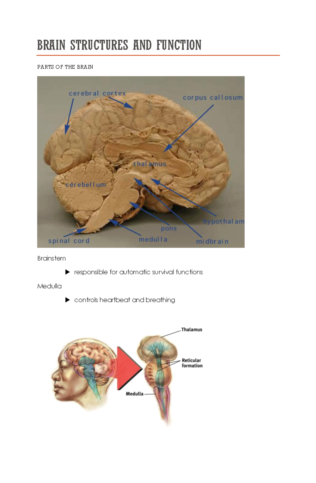 Brain Structures And Function Brain Structures And Function Parts Of The Brain Brainstem Studocu Brain Structures And Function Brain Structures And Function Parts Of The Brain Brainstem Studocu