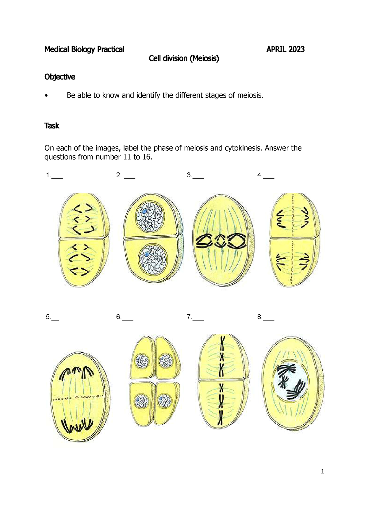 Meiosis 2023 - Medical Biology Practical APRIL 2023 Cell division ...