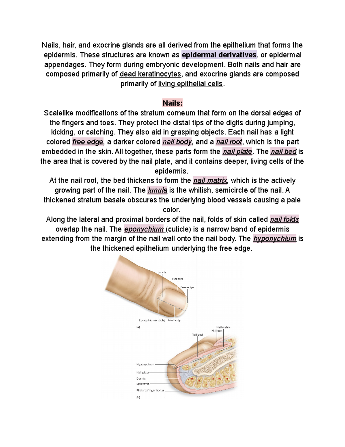Integumentary Structures Derived from Epidermis Nails, hair, and