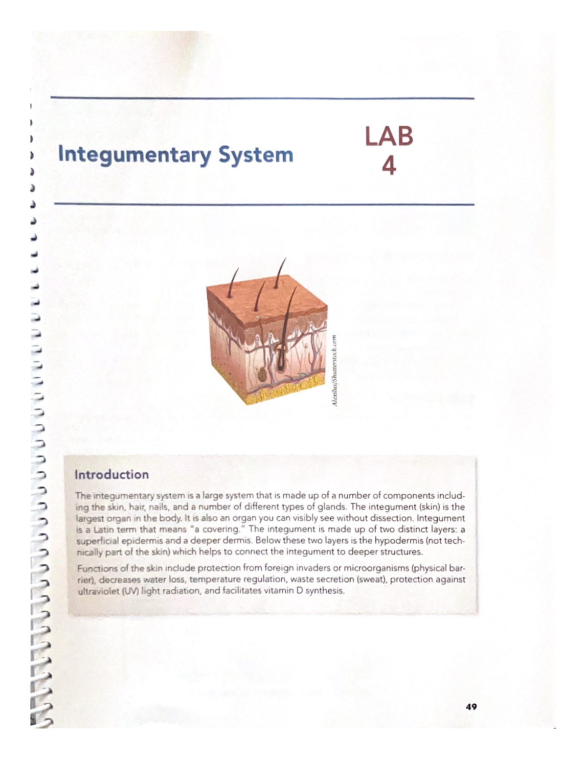 Integumentary System - BIO 201L - Studocu