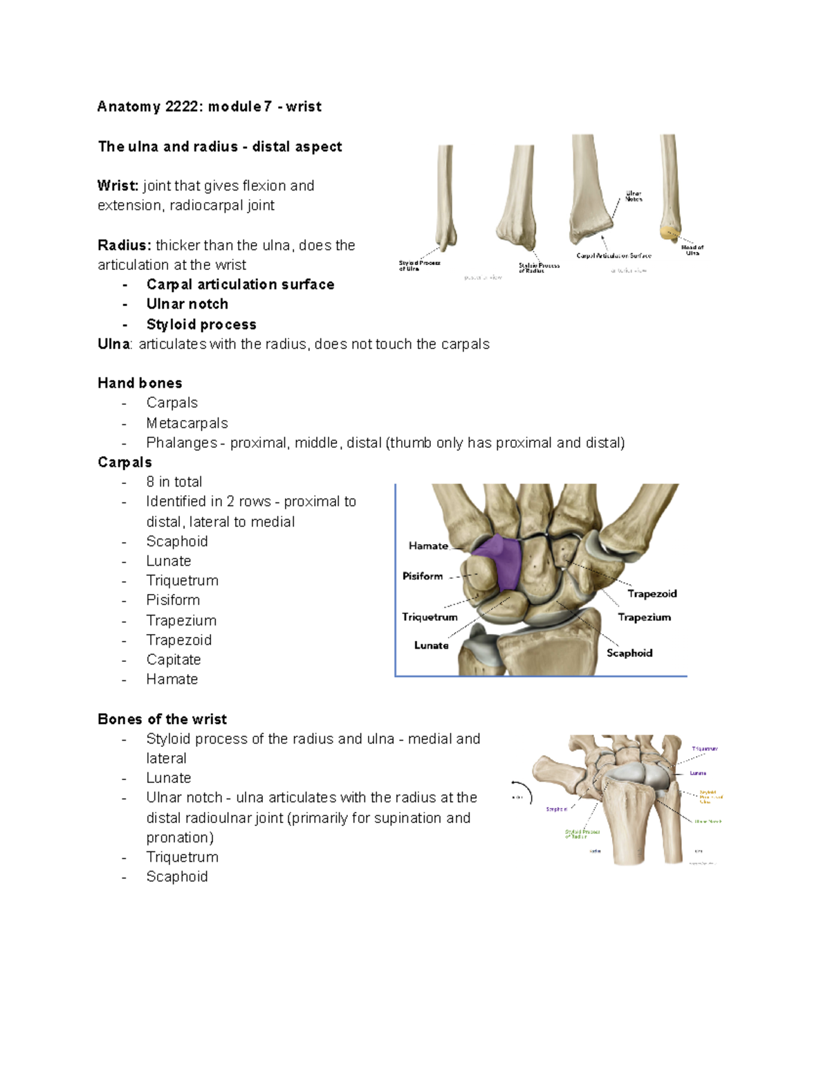 Anatomy 2222 module 7 - wrist - Anatomy 2222: module 7 - wrist The ulna ...