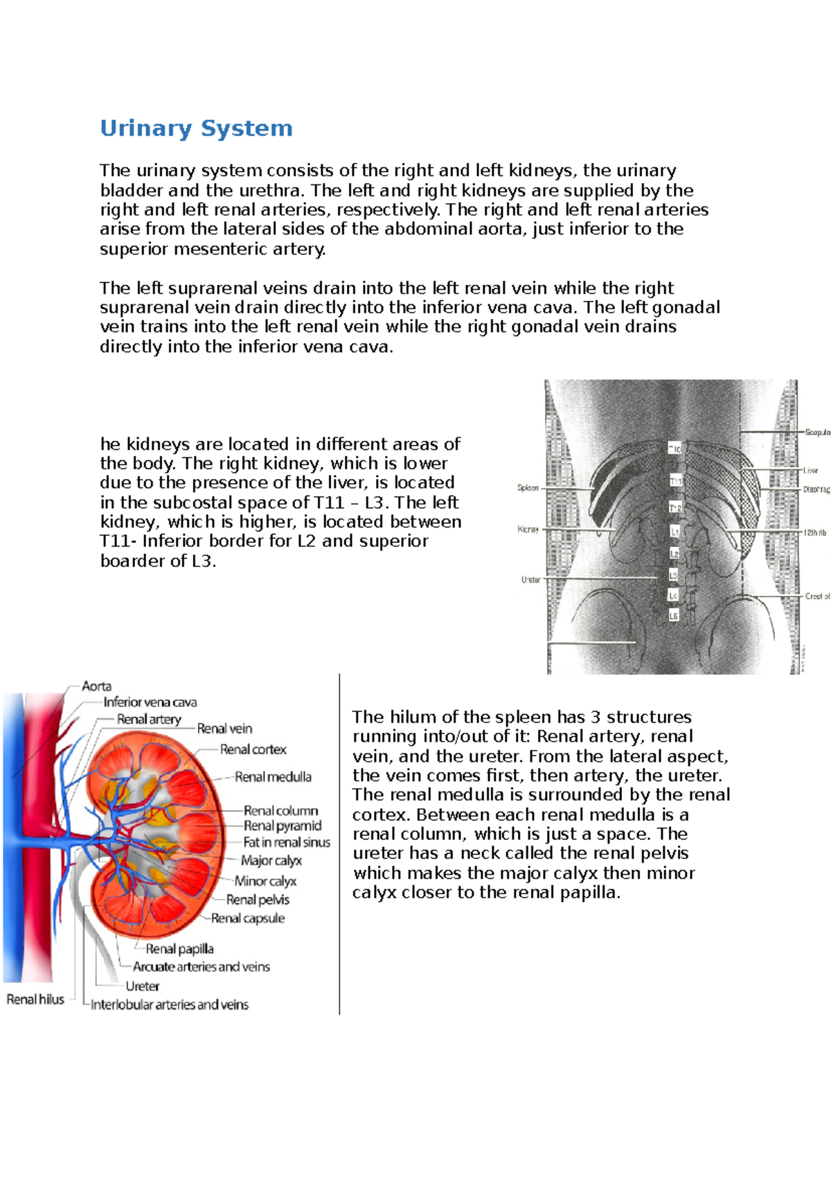 Urinary System - Lecture Notes Notes - Urinary System The Urinary ...