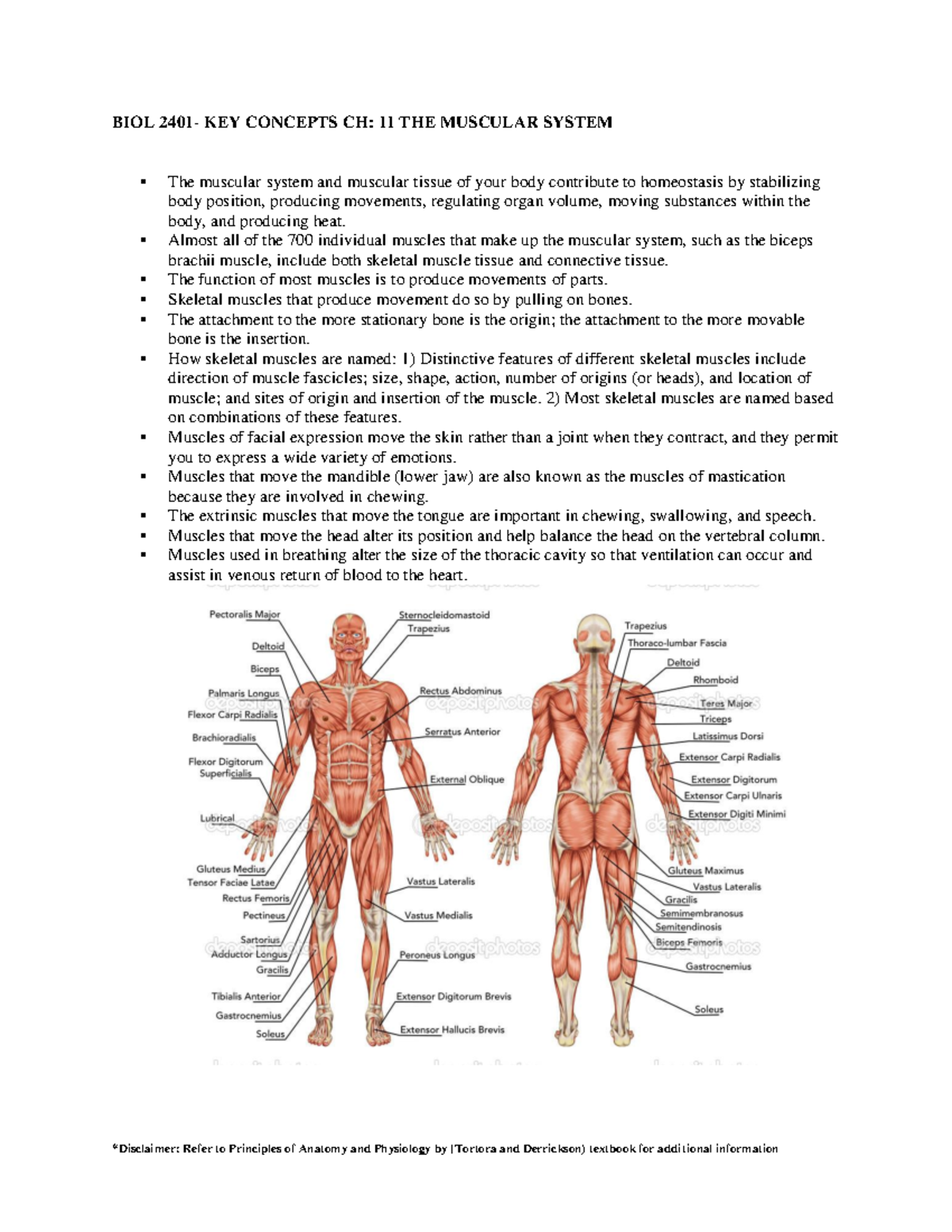 the muscular system homework