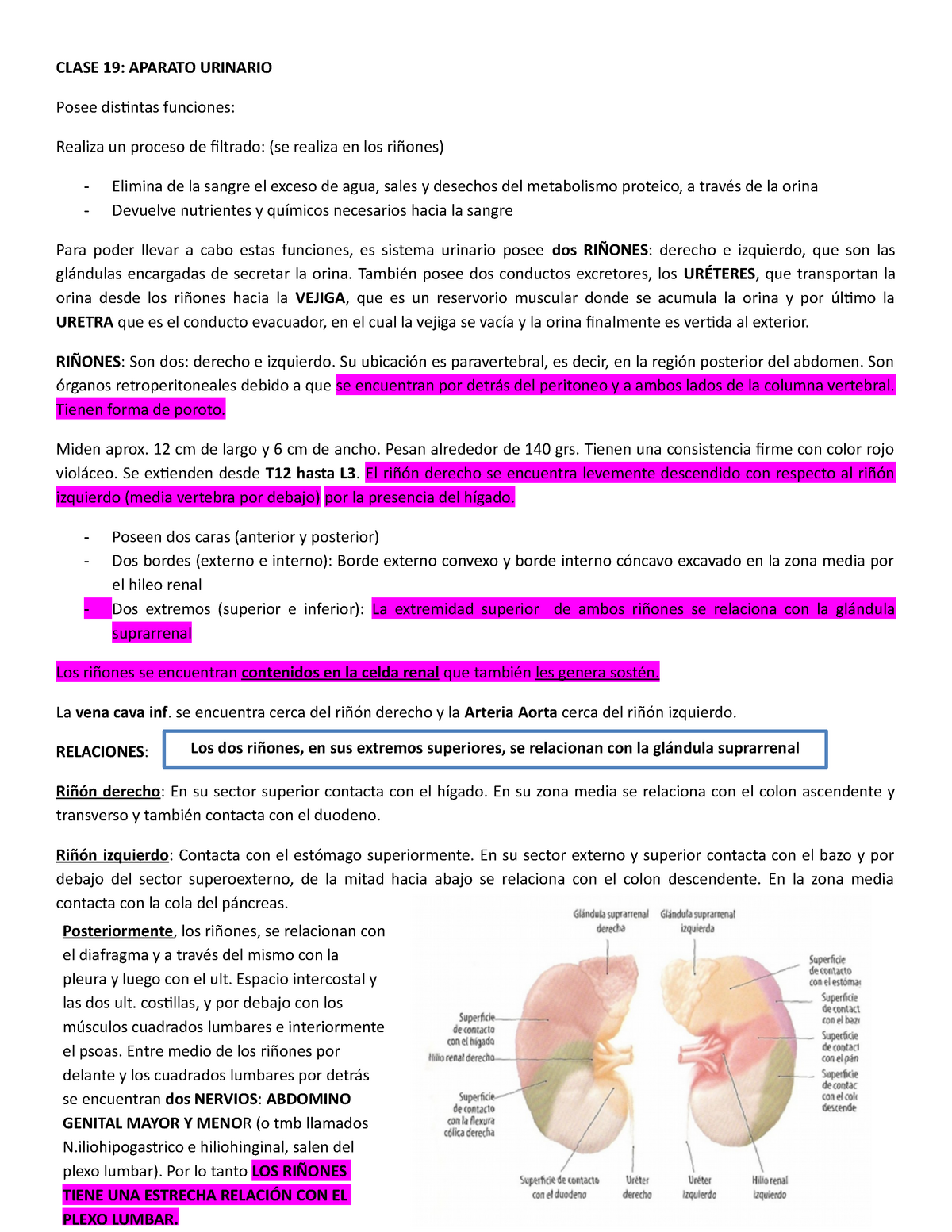 Aparato Urinario- Resumen- Latarjet-anatomia1 - CLASE 19: APARATO ...