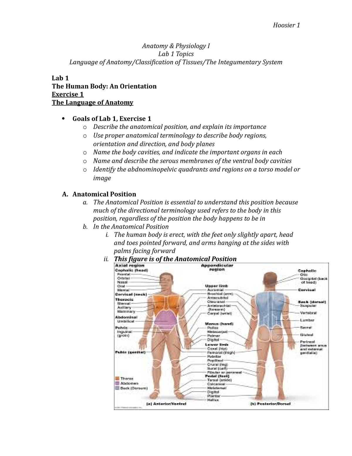 Lab 1 Exercises 123 Anatomy And Physiology I Lab 1 Topics Language Of