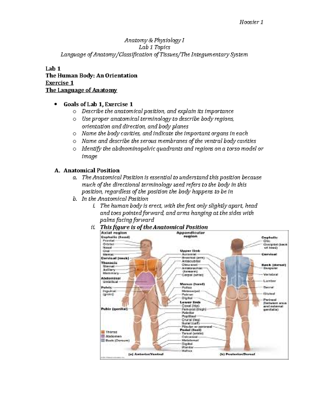 Lab 1 Exercises 1 2 3 Anatomy Physiology I Lab 1 Topics Language Of 