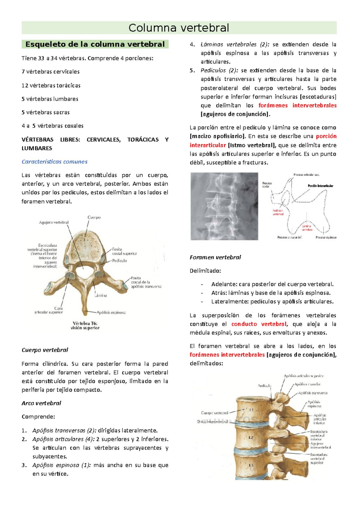 Columna vertebral - Anatomía humana - Columna vertebral Esqueleto de la ...