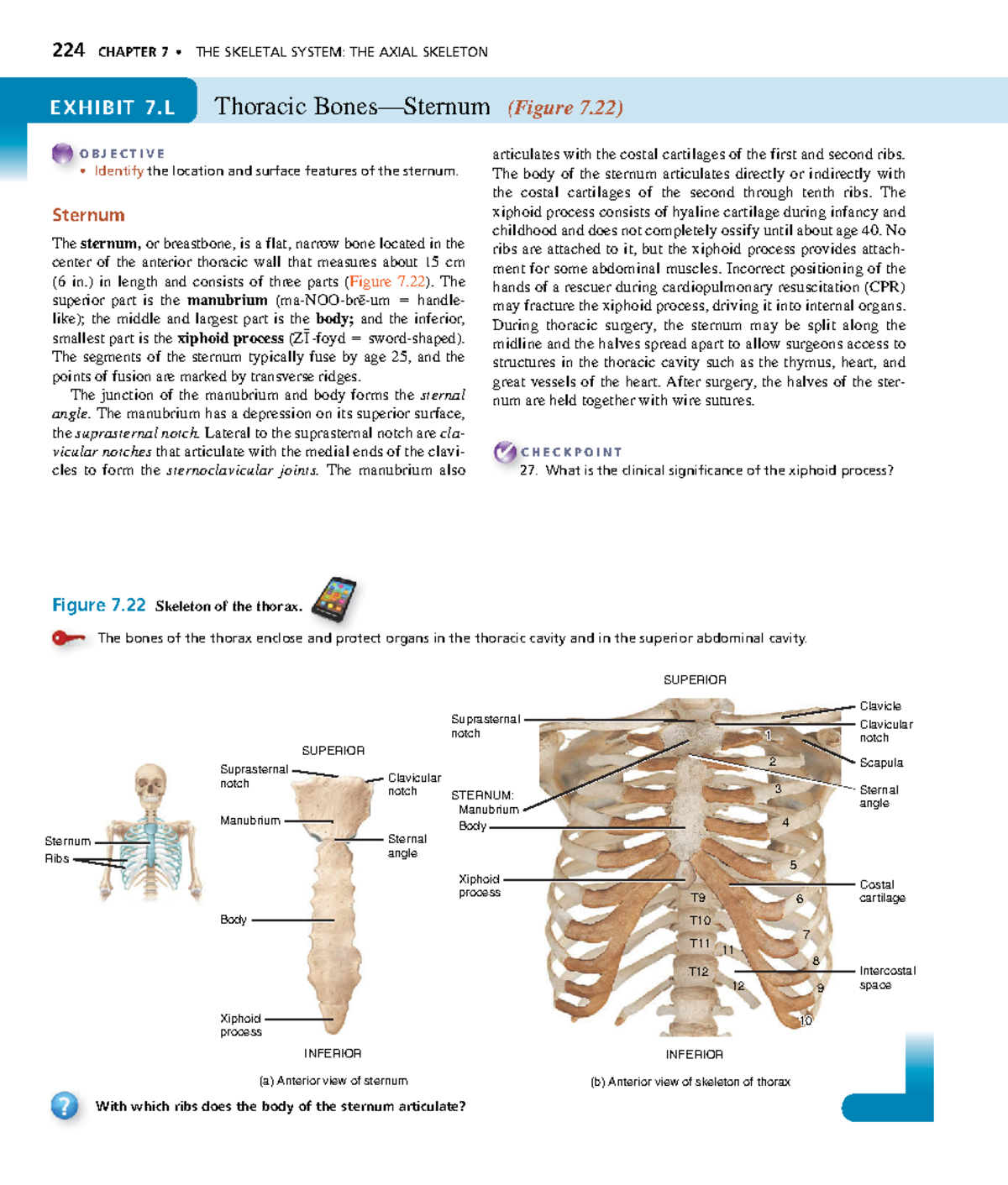 Anatomyand Physiology-86 - 224 CHAPTER 7 • THE SKELETAL SYSTEM: THE ...