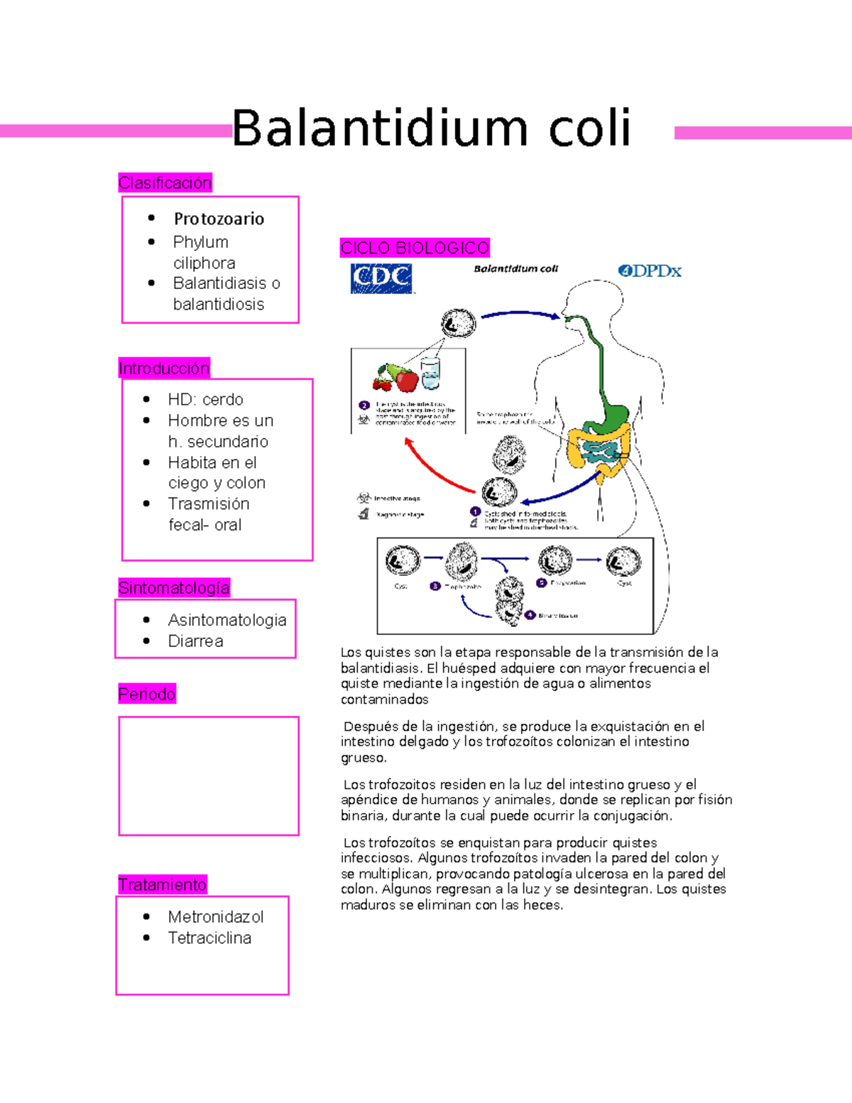 Ciclos DE Parasitos - Balantidium coli Clasificación Protozoario Phylum ...