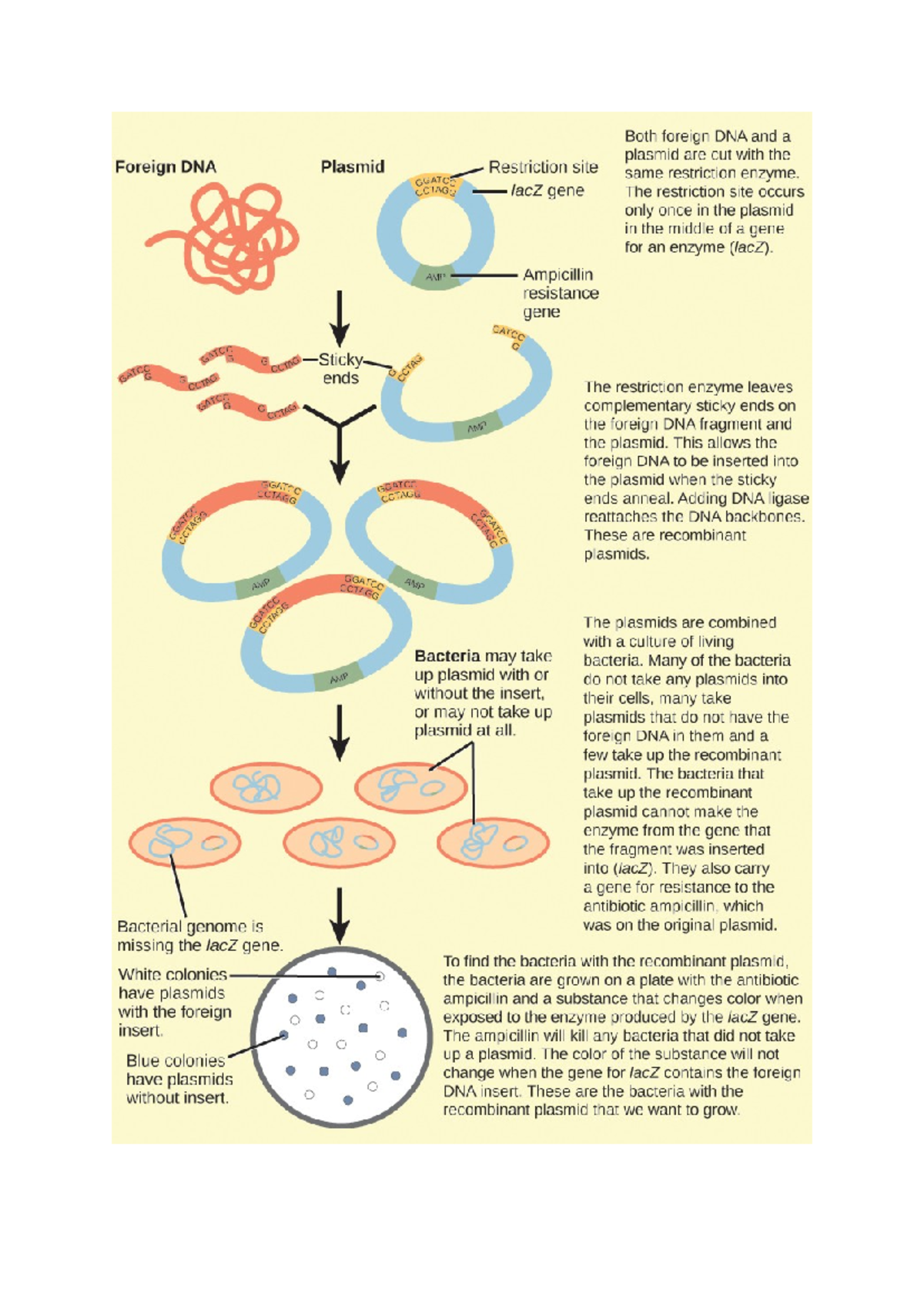 Recombinant dna - genetic engineering - Both foreign DNA and a plasmid ...