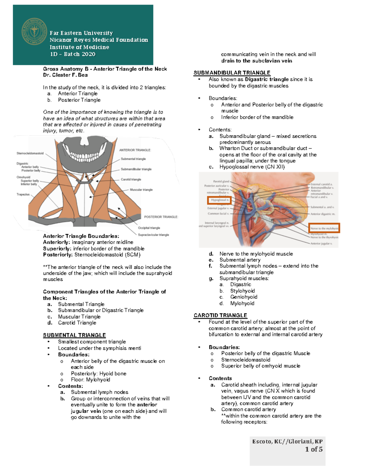 Gross - Anterior Triangle of the Neck FEU NRMF Far Eastern University ...