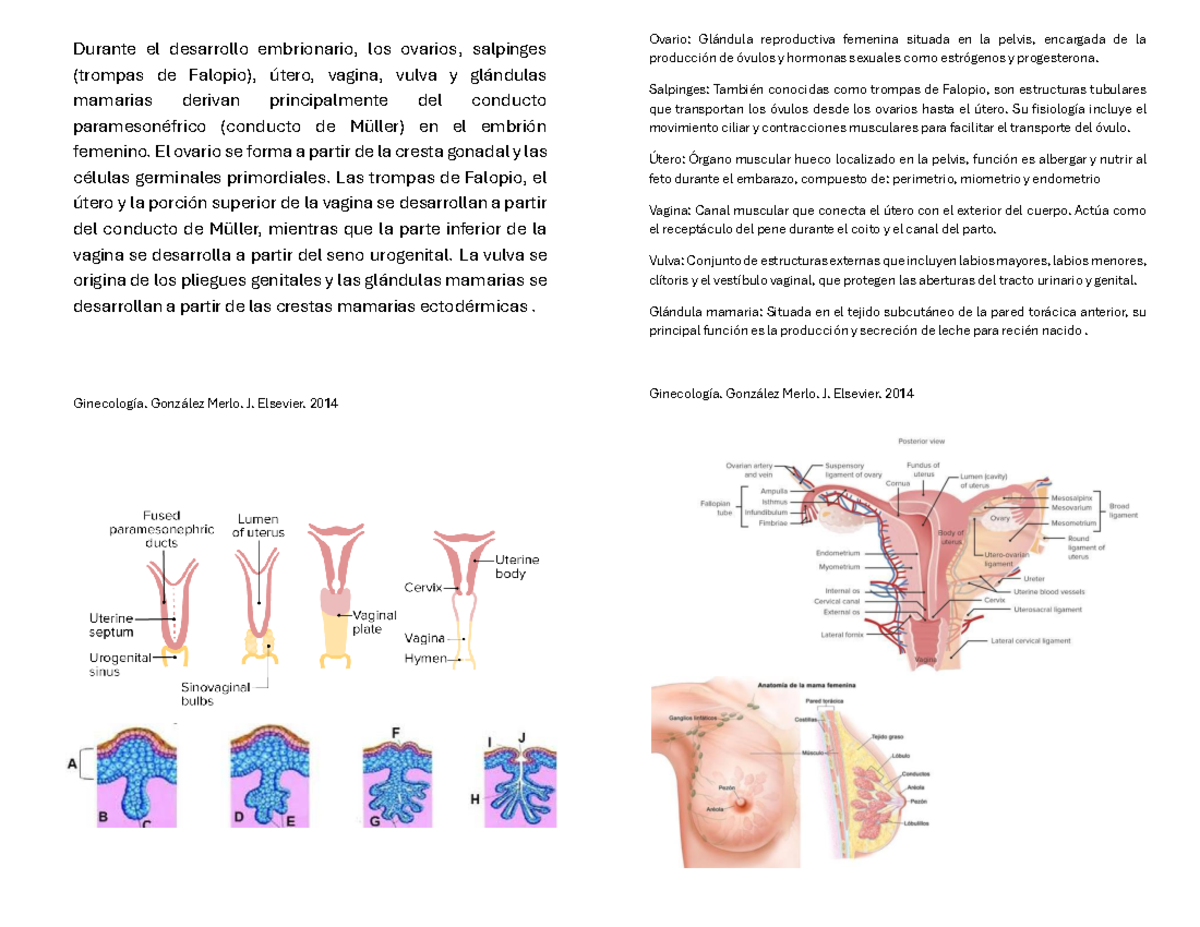 Document - Salpinges - Durante el desarrollo embrionario, los ovarios ...