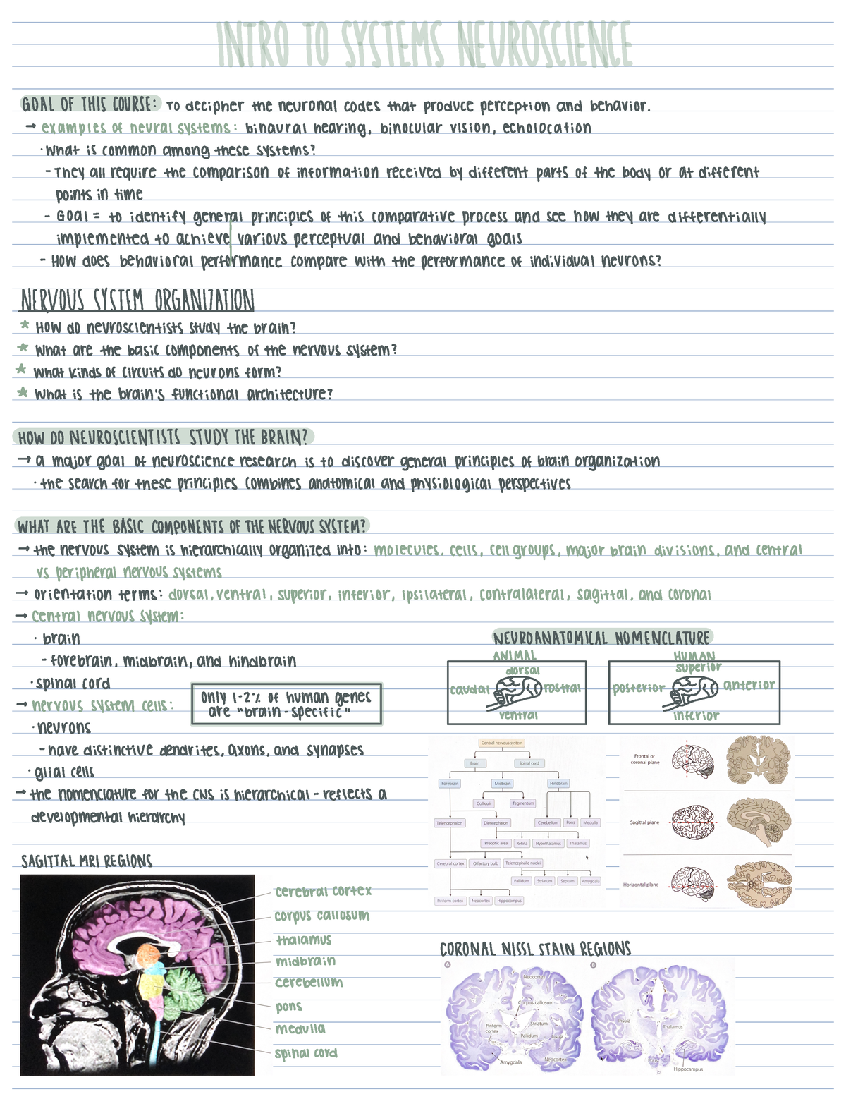 Lecture 1.1 notes intro to systems neuroscience - GOALOF THIS COURSE TO ...