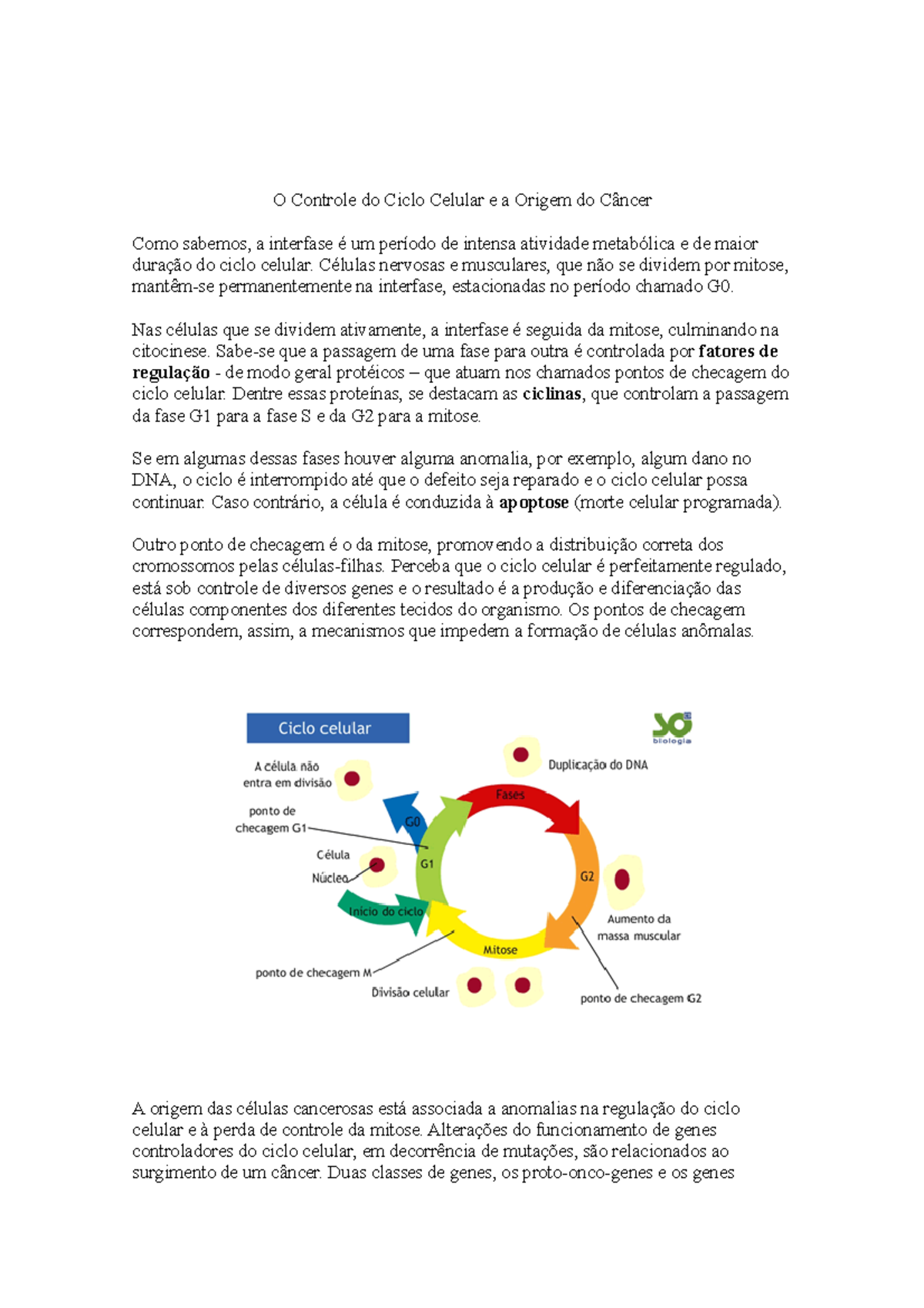 Ciclo celular: fases, divisão e controle