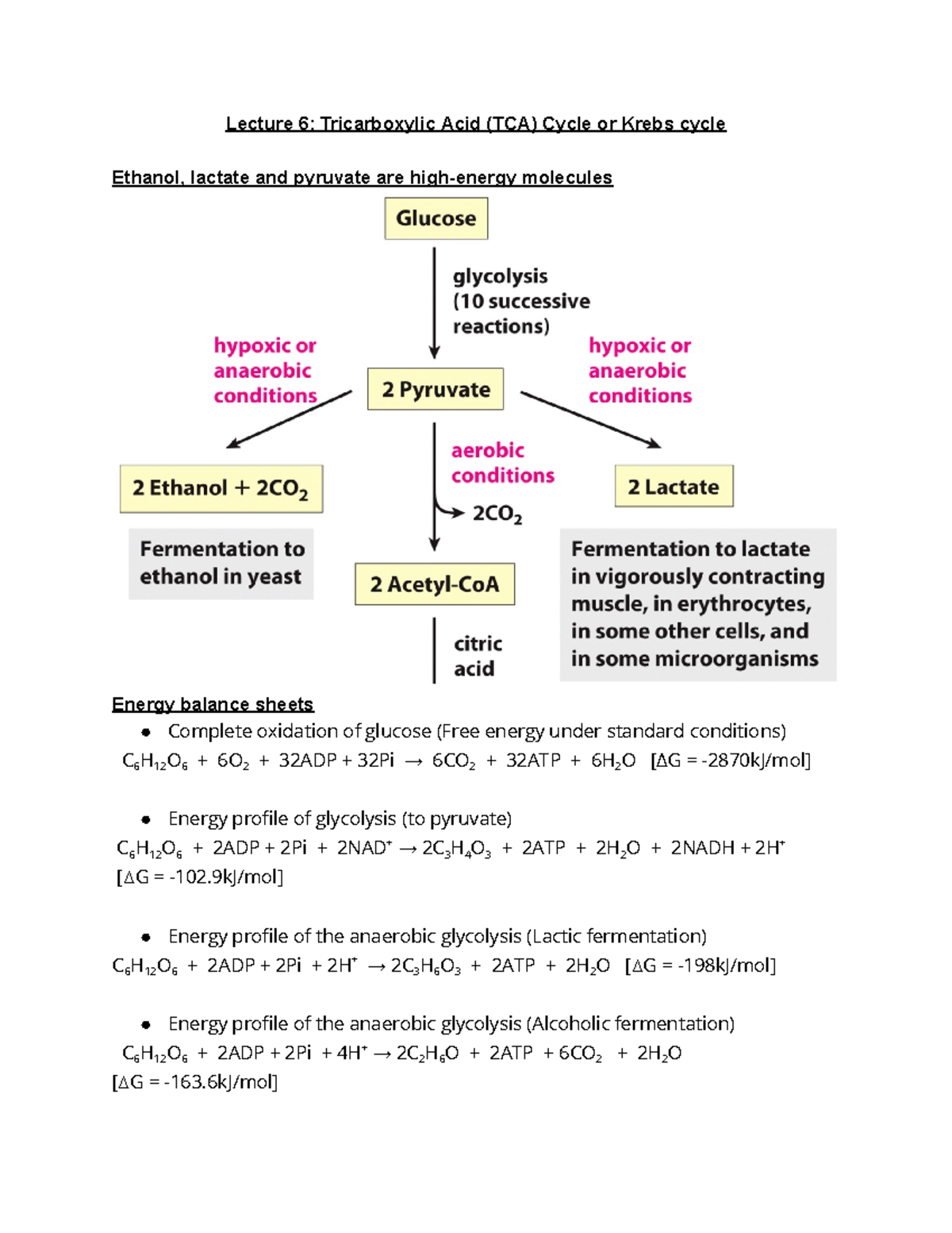 Meta Lec#6 - Meta Lec#6 - Lecture 6: Tricarboxylic Acid (tca) Cycle Or 