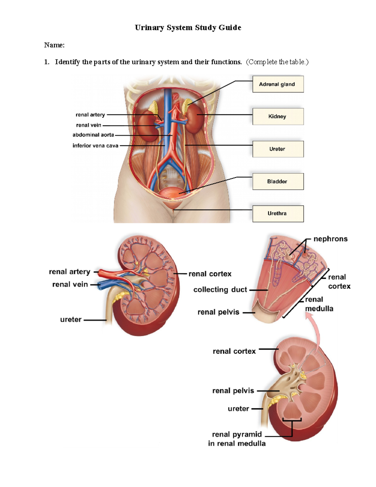 urinary system assignment pdf