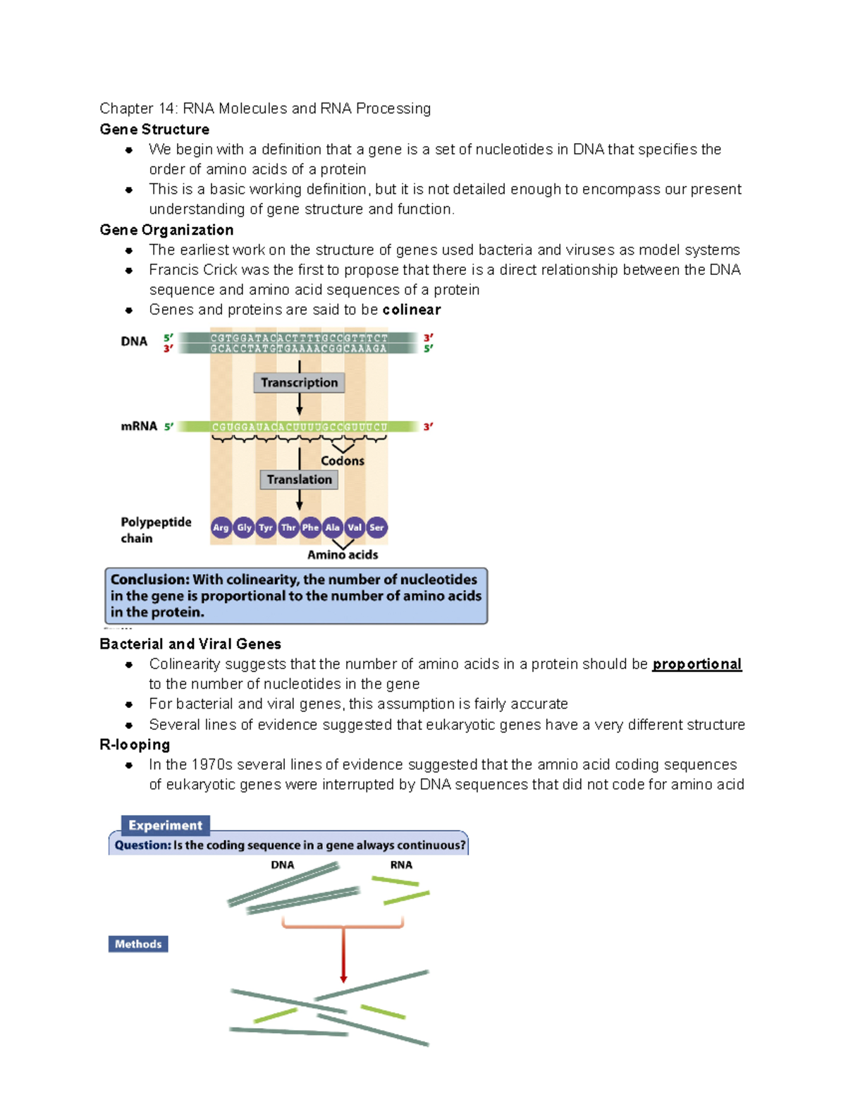 Genetics Chapter 14 Part 1 - Chapter 14: RNA Molecules And RNA ...