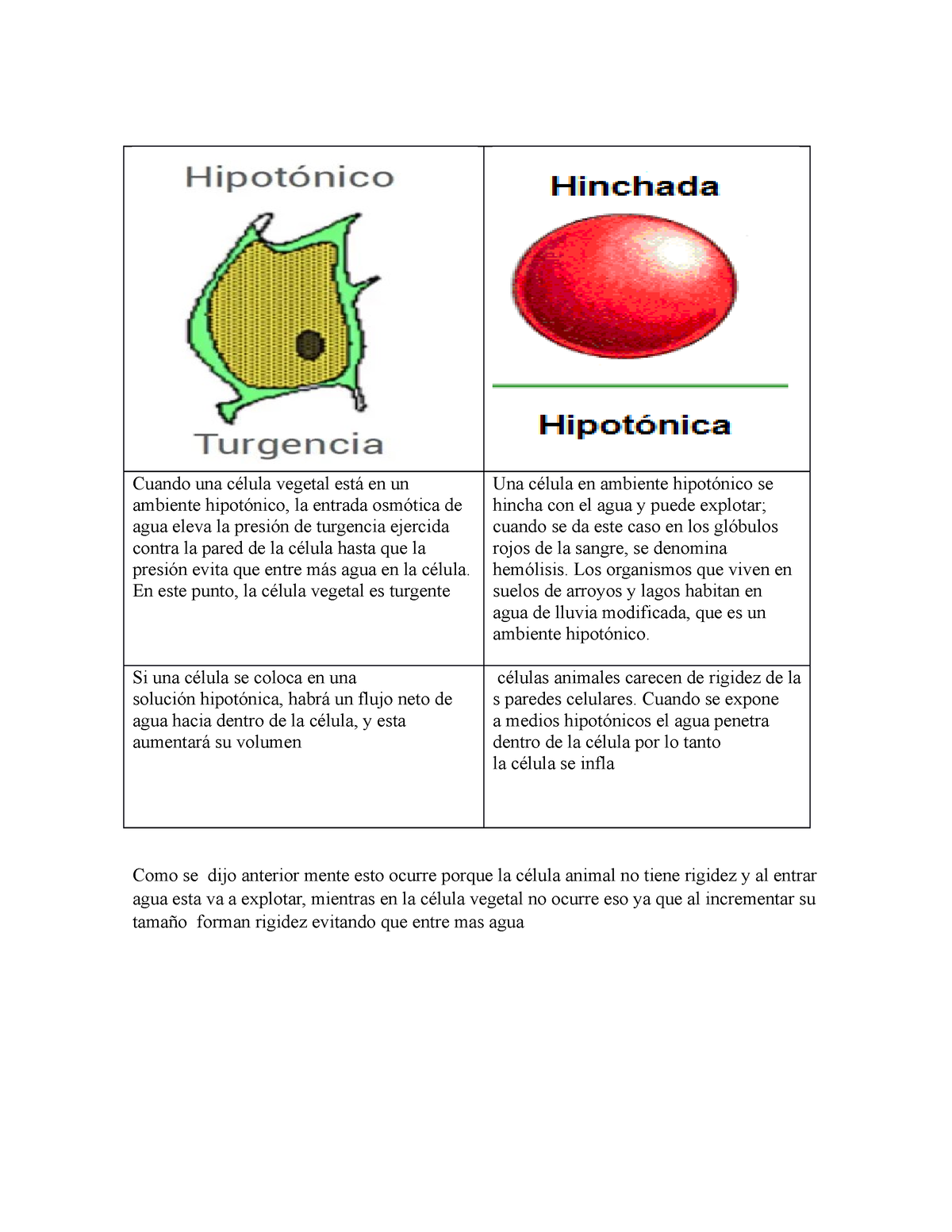 célula vegetal en solución hipotónica