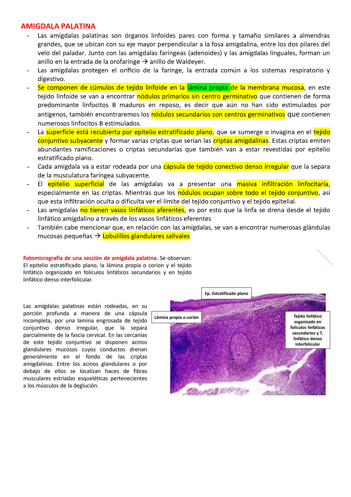 histología de las amígdalas faríngeas