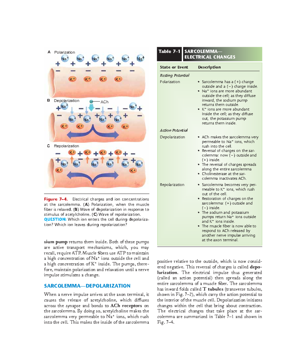 Anatomy Biology Essential OF Psysiology 17 sium pump returns them