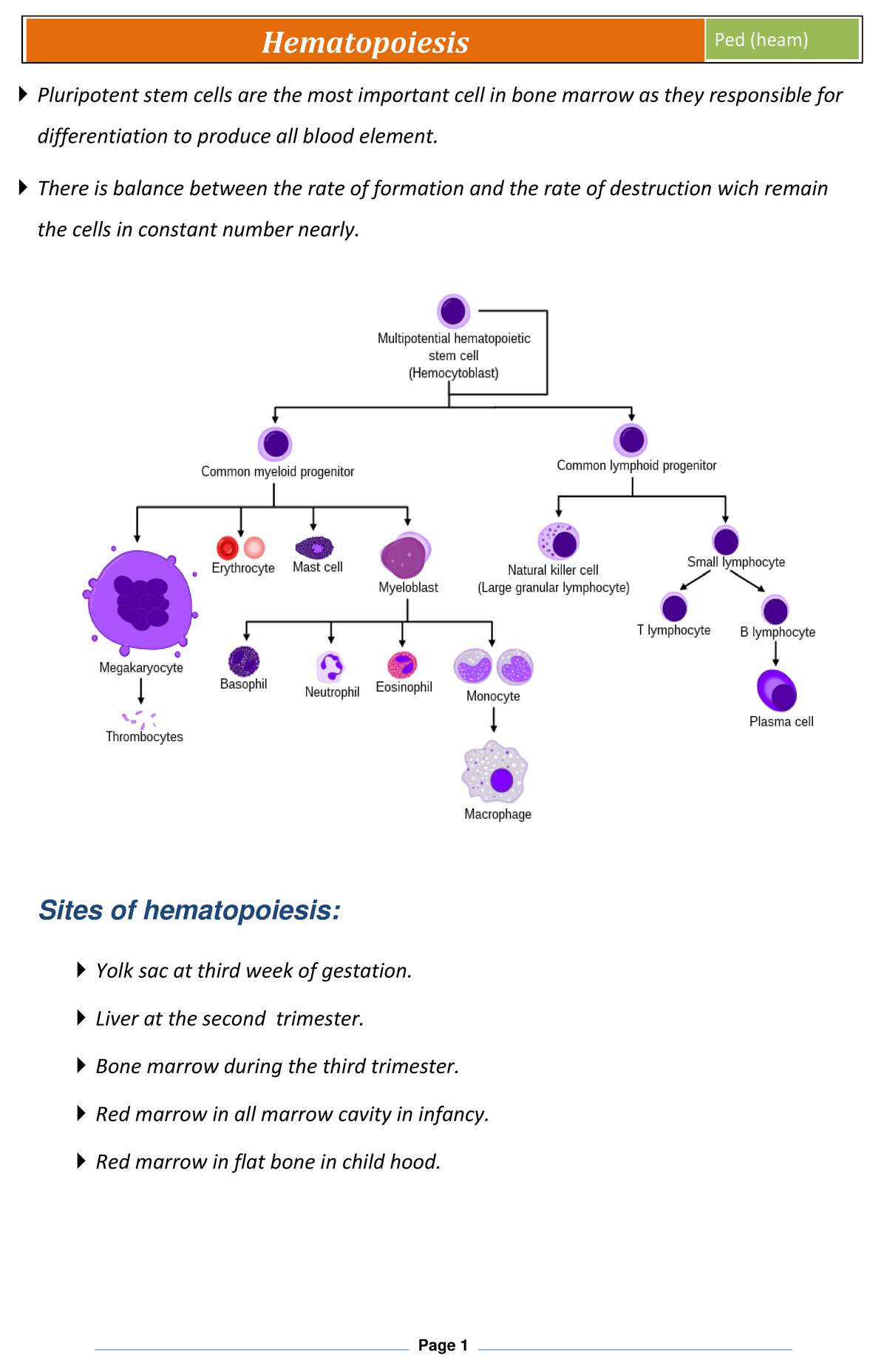 Ped-Hematopoiesis - Pluripotent stem cells are the most important cell ...