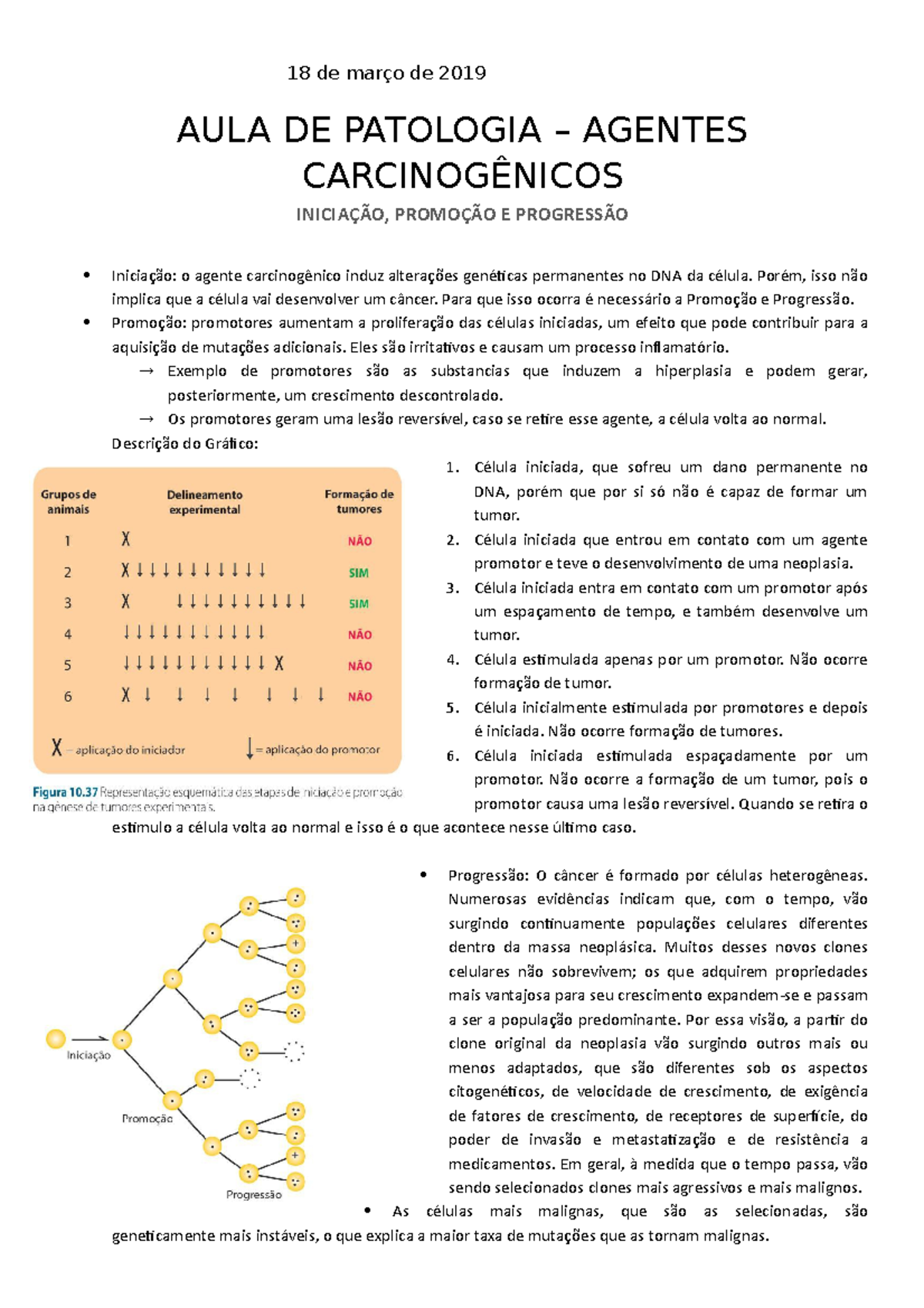 progressão da promoção da iniciação da carcinogênese