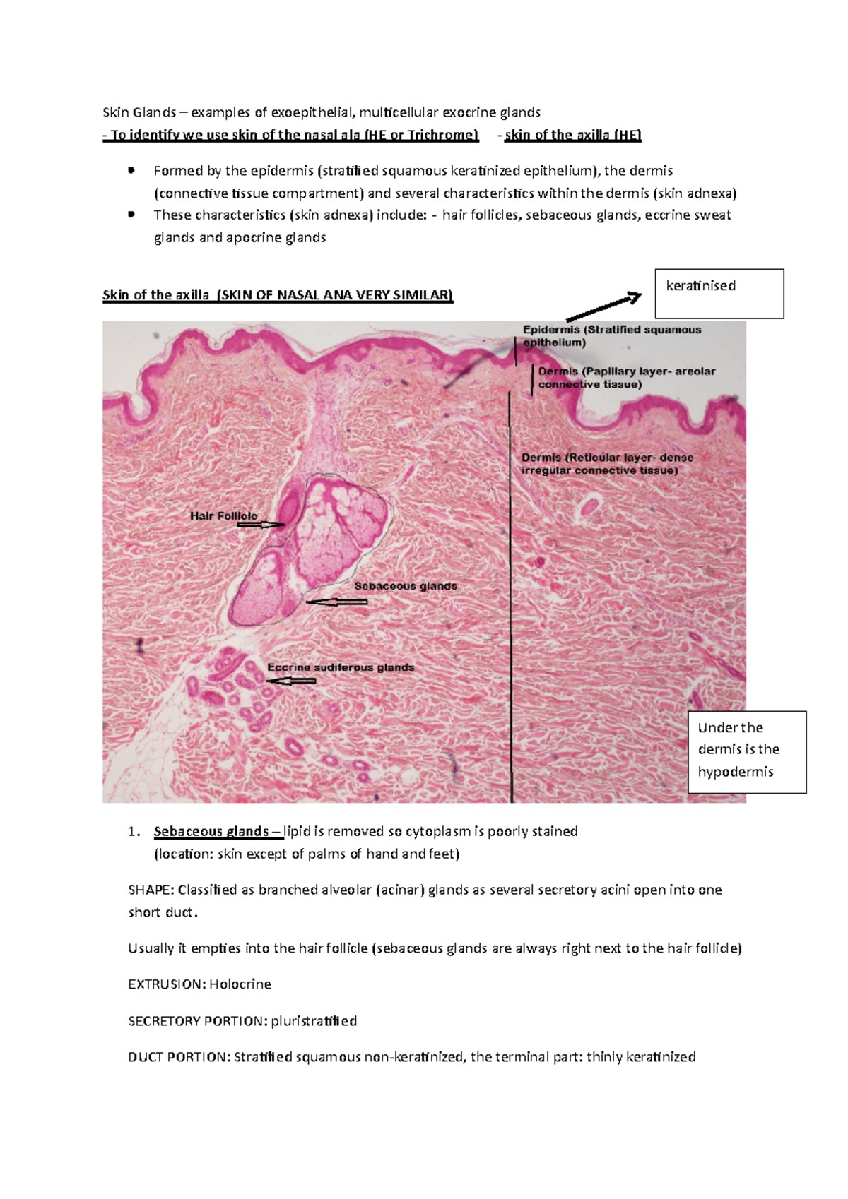 Glandular epithelium - medical - Skin Glands – examples of ...