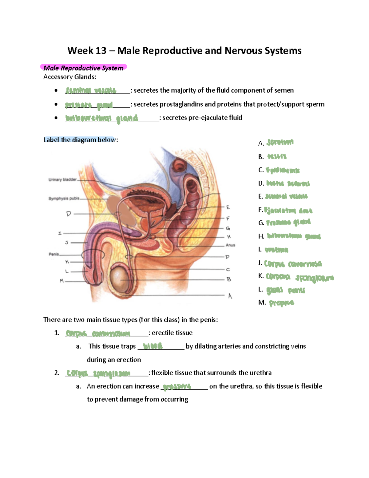 Session 9 WS - DR. Richards lecture SI - Week 13 – Male Reproductive ...