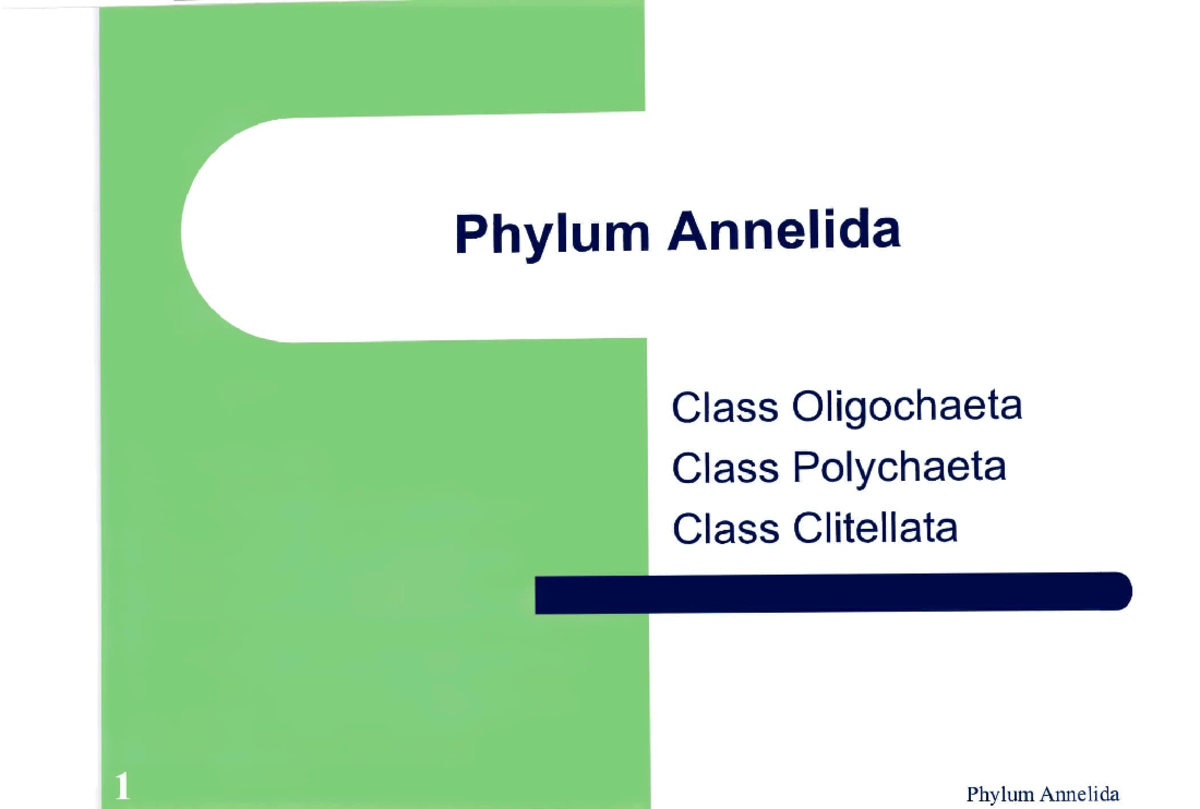 plyhum-annledia-phylum-annelida-biol-3840-studocu