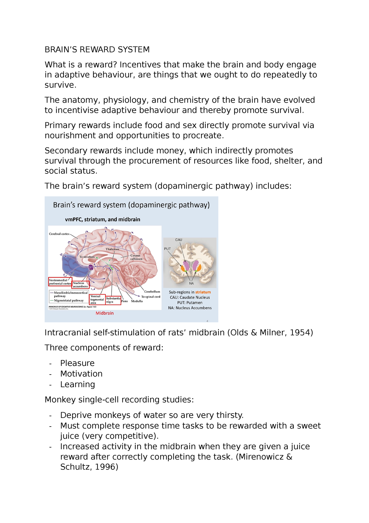 social-reward-w6-brain-s-reward-system-what-is-a-reward-incentives