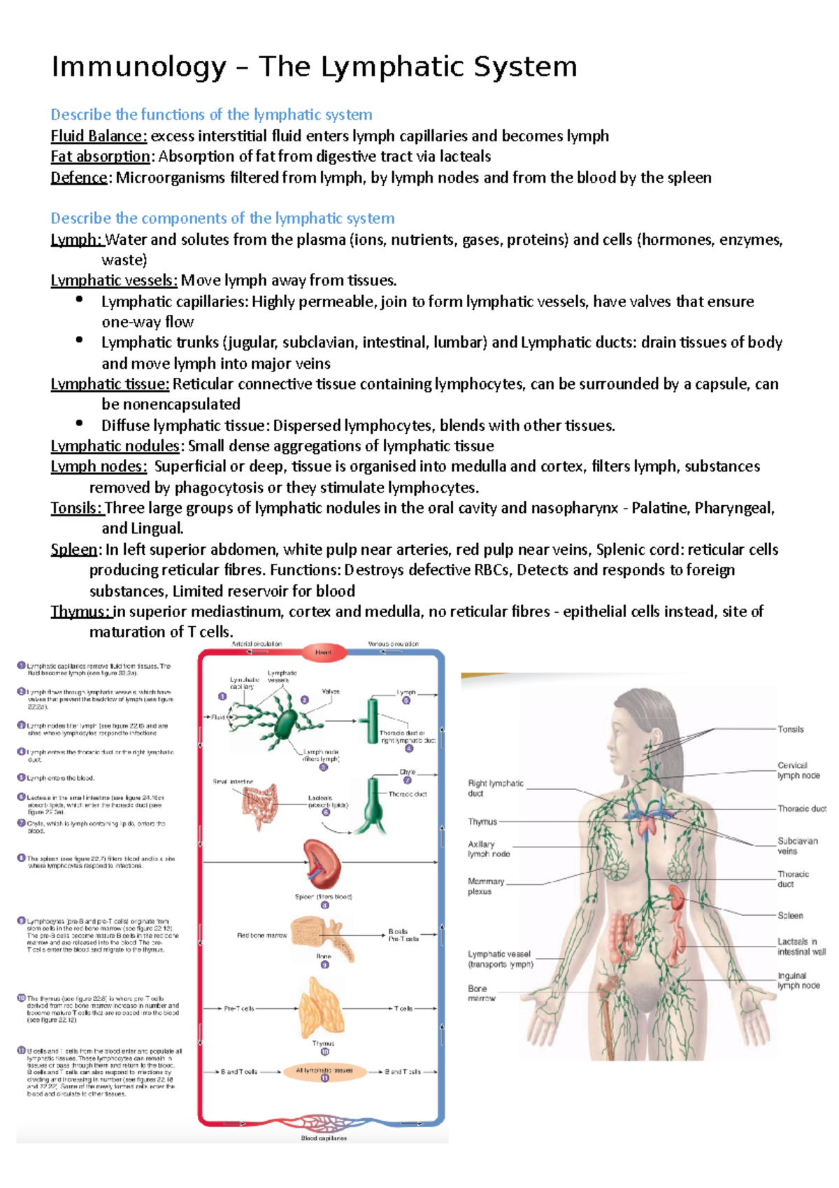 Immunology 1 Lymphatic system - Immunology – The Lymphatic System ...