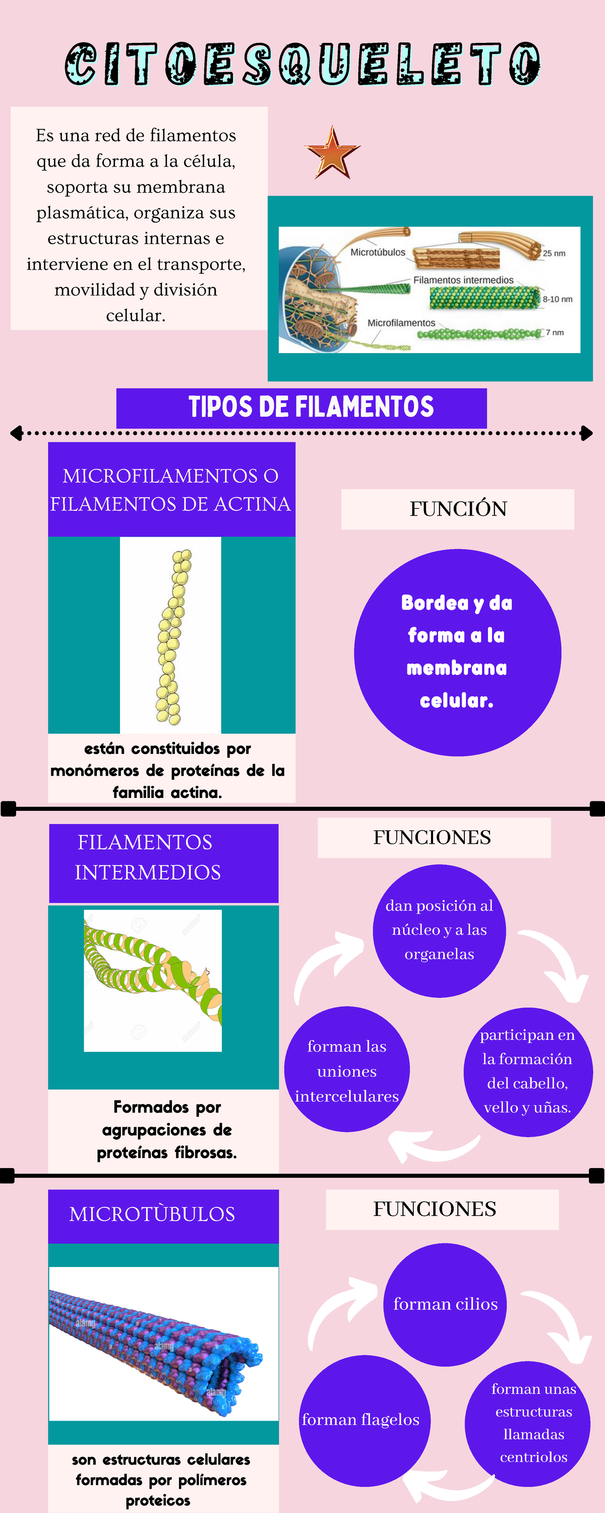 presentación Citoesqueleto - biologia - MICROFILAMENTOS O FILAMENTOS DE ...
