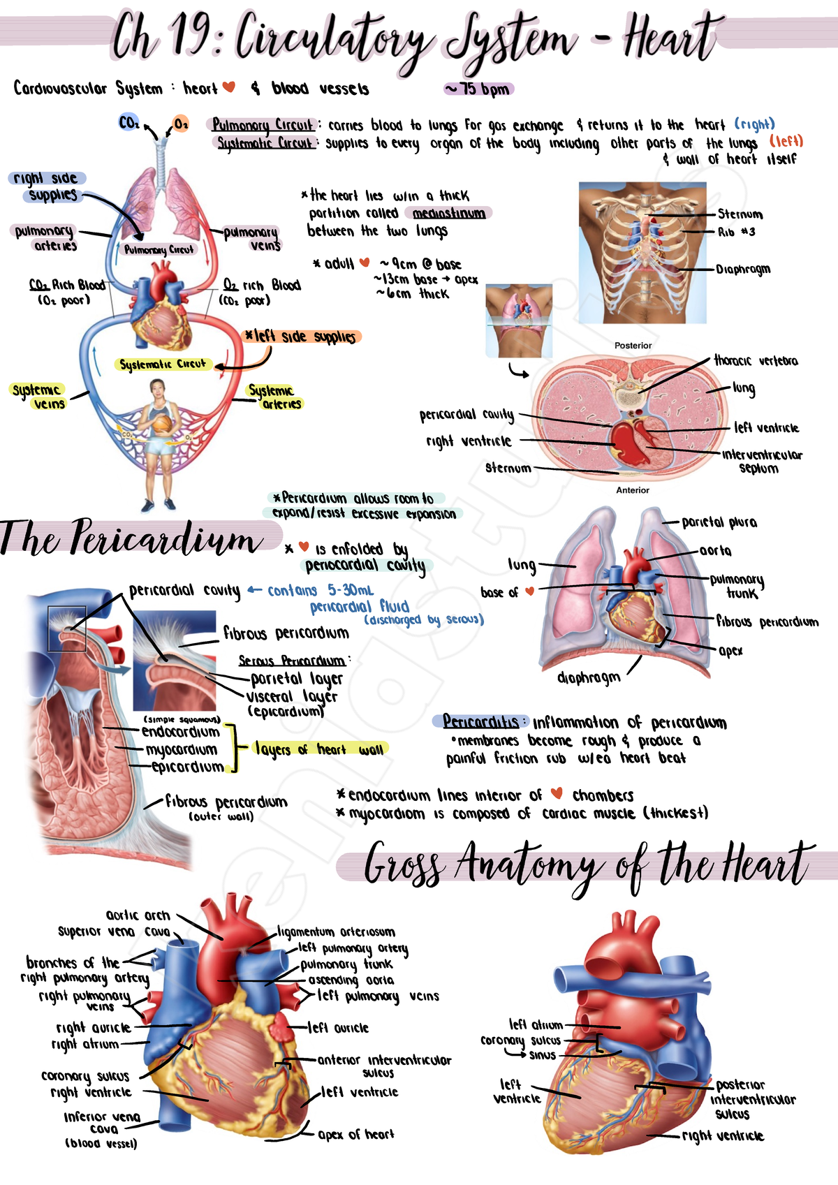 Circulatory System ( Heart) - Cardiovascular System : heart a 4 blood ...