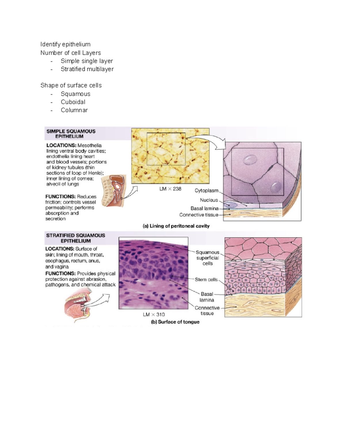 Anatomy September 9 - Identify epithelium Number of cell Layers Simple ...