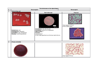 Microbiologie lab - Microbiologie lab Principe van de gramkleuring ...