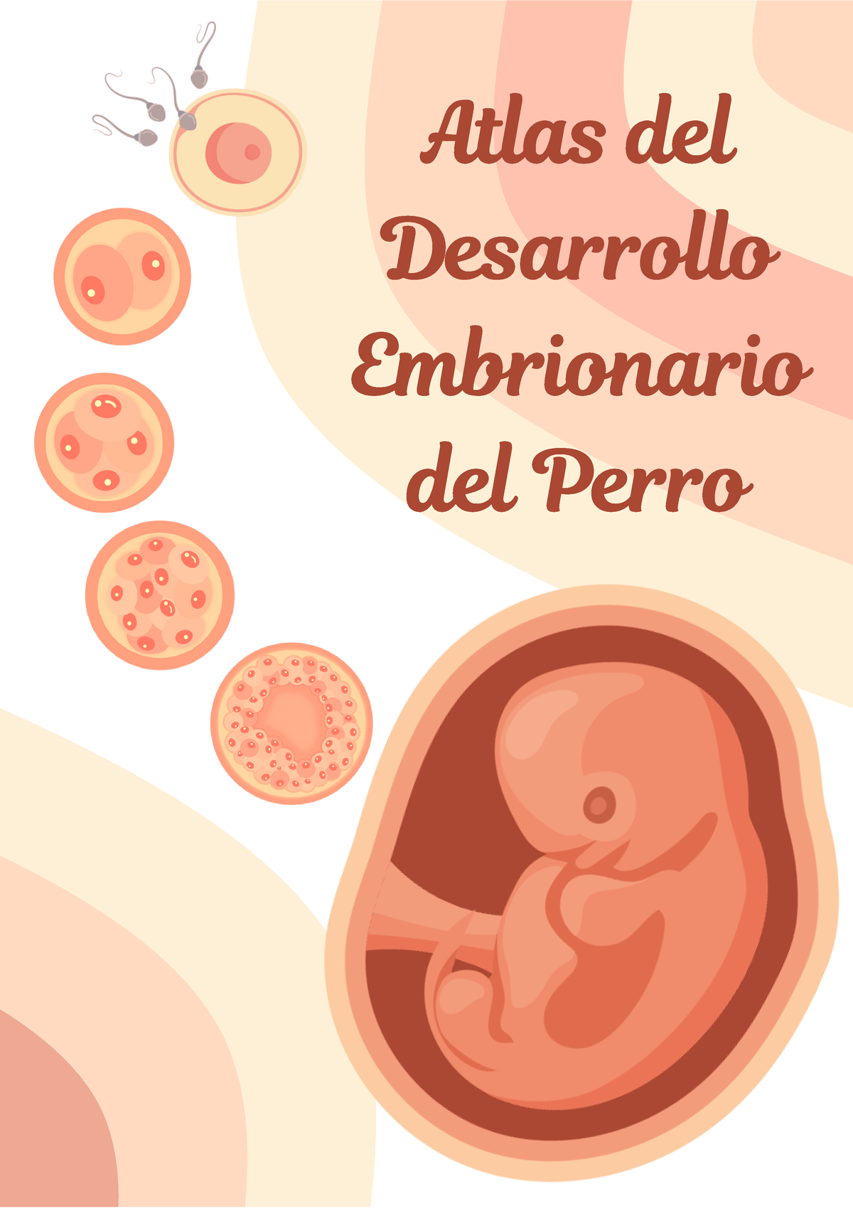 Atlas Del Desarrollo Embrionario Del Perro Embriología Atlas Delatlas Del Desarrollodesarrollo 8909